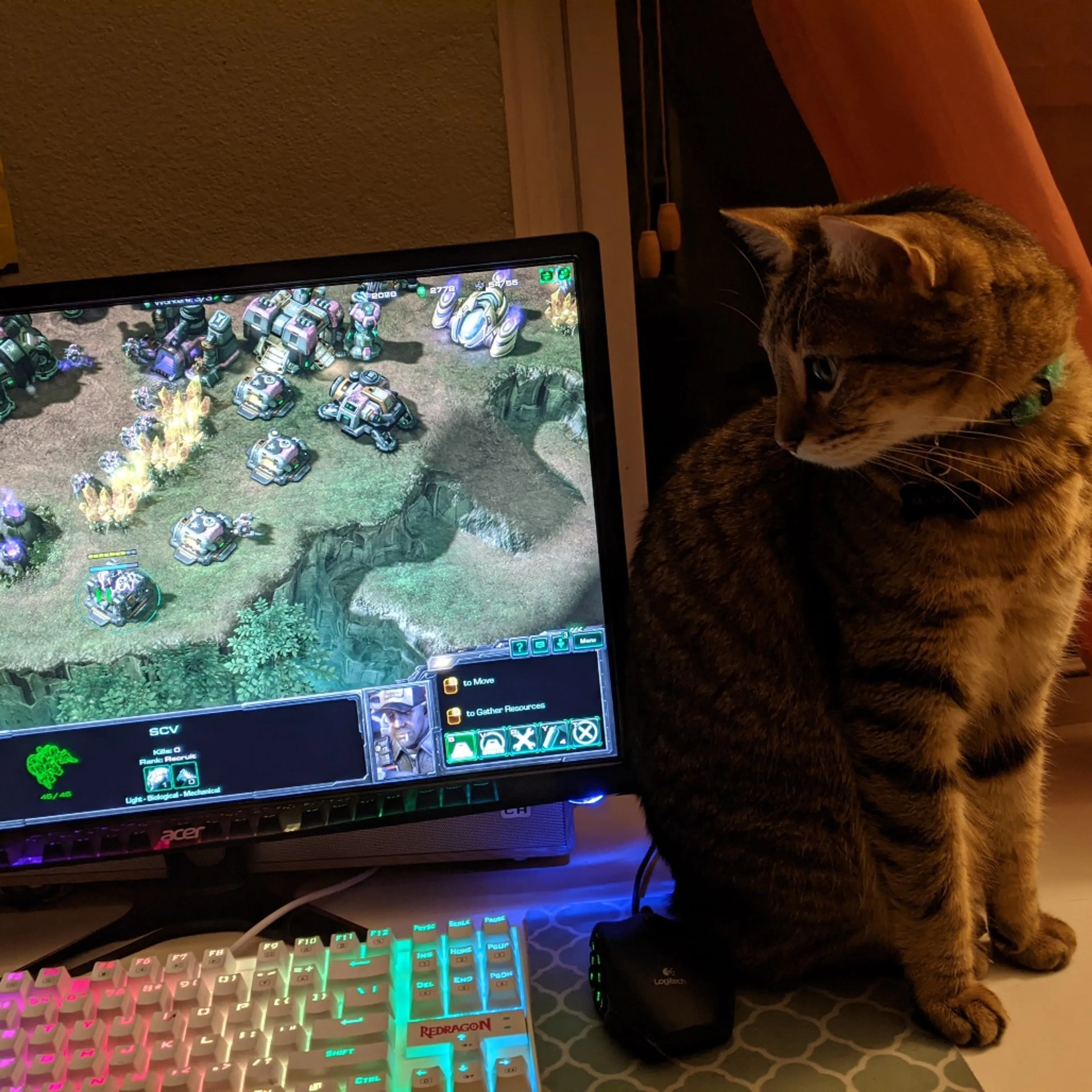 Found pet-6