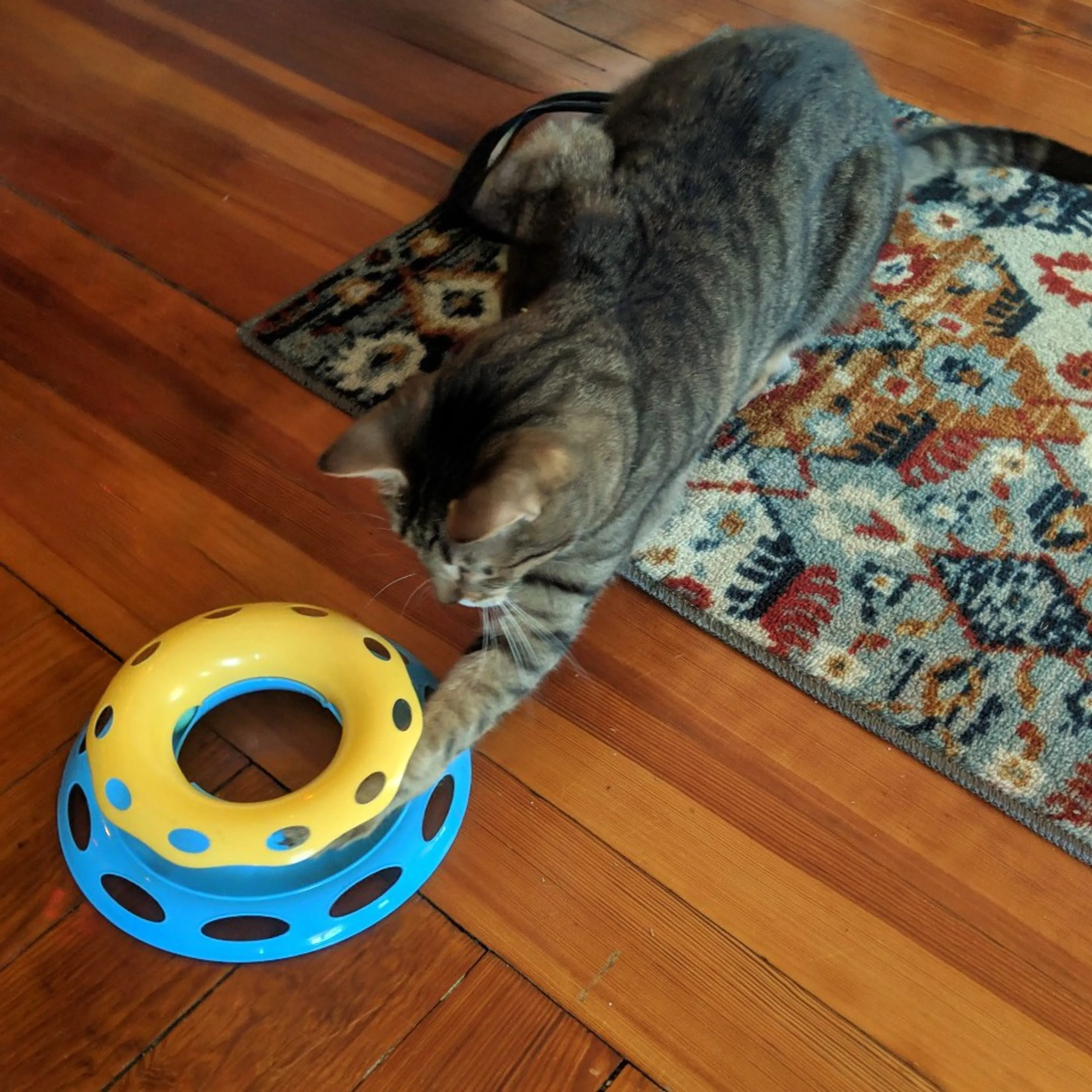 Found pet-9