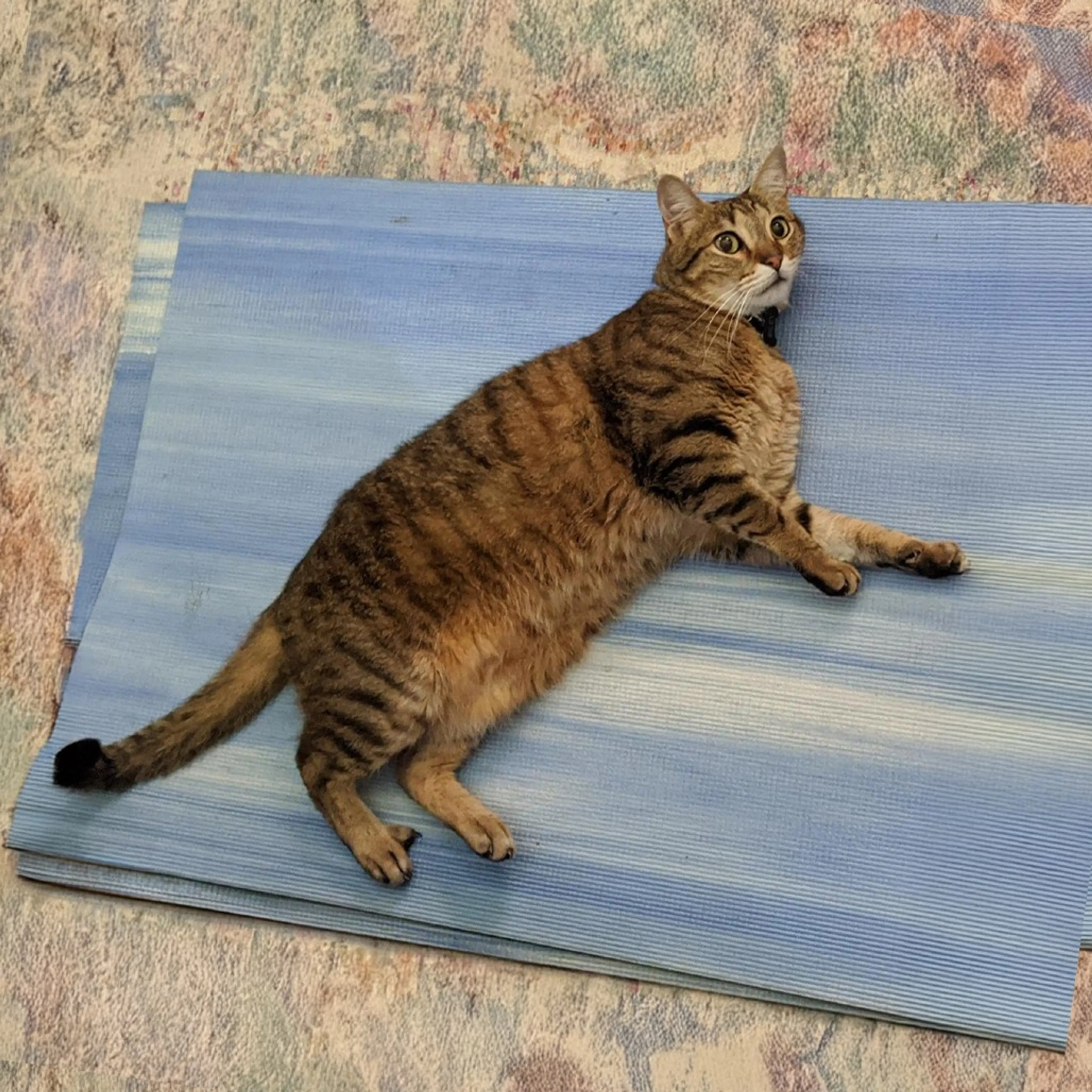 Found pet-8