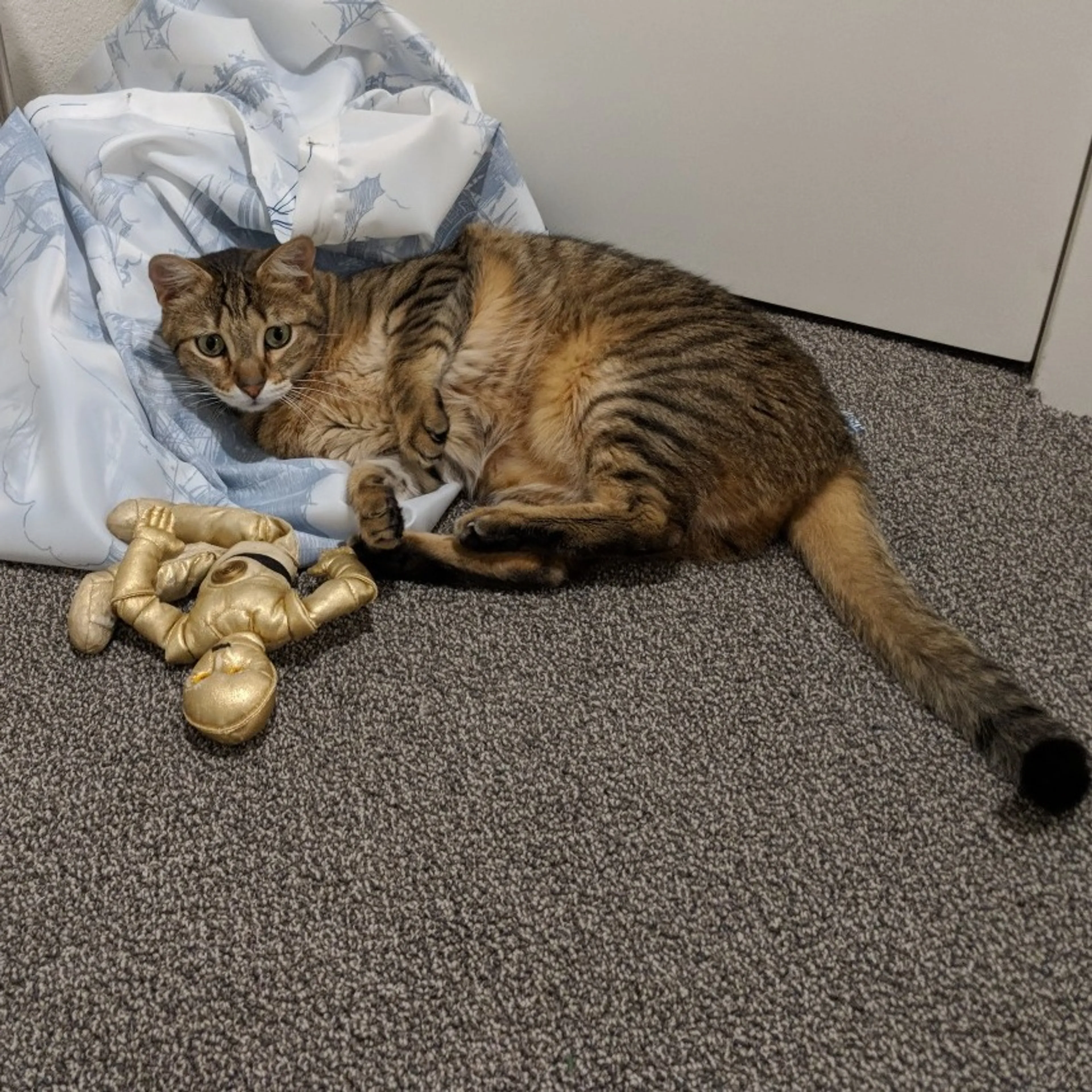 Found pet-7