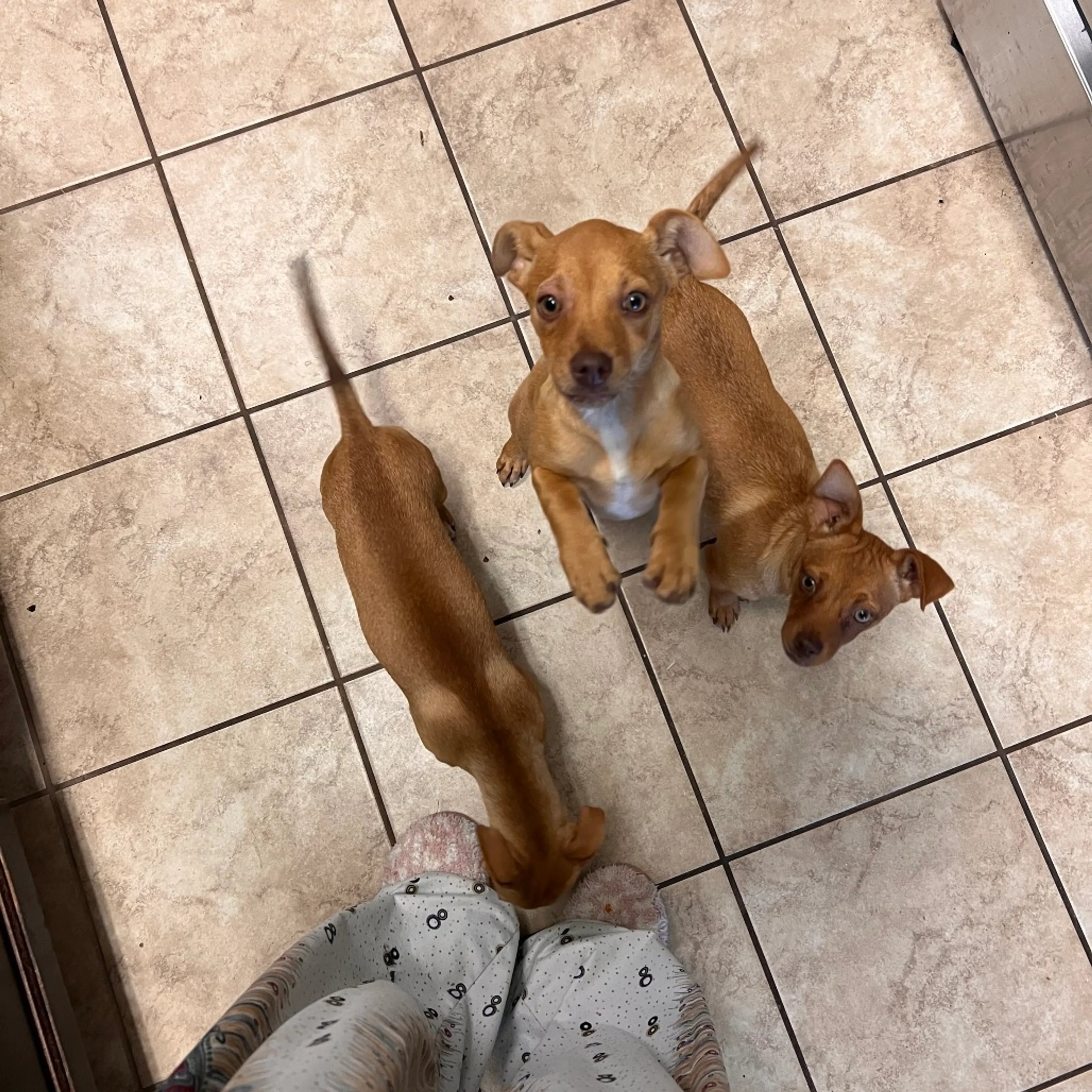 Found pet