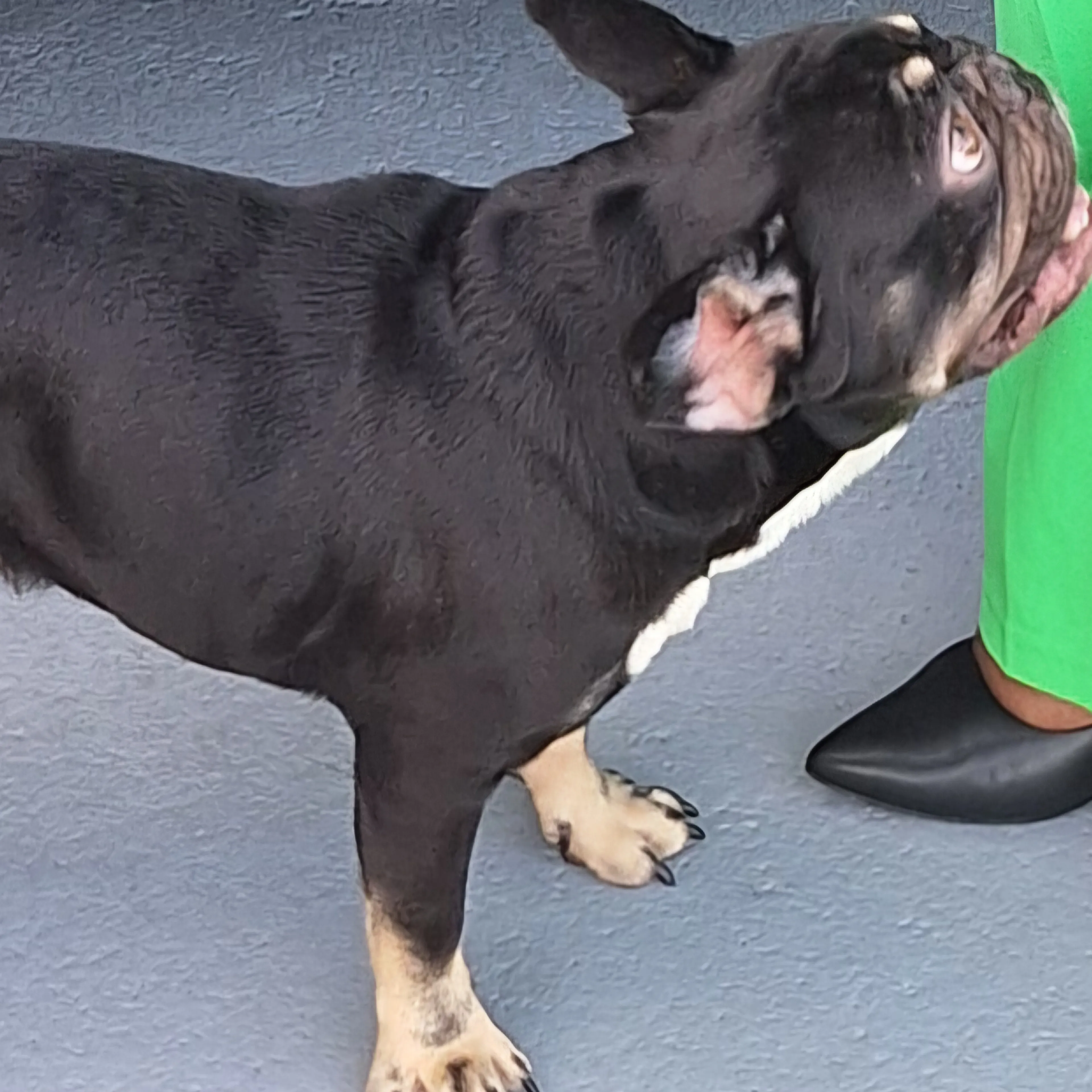 Lost pet-1