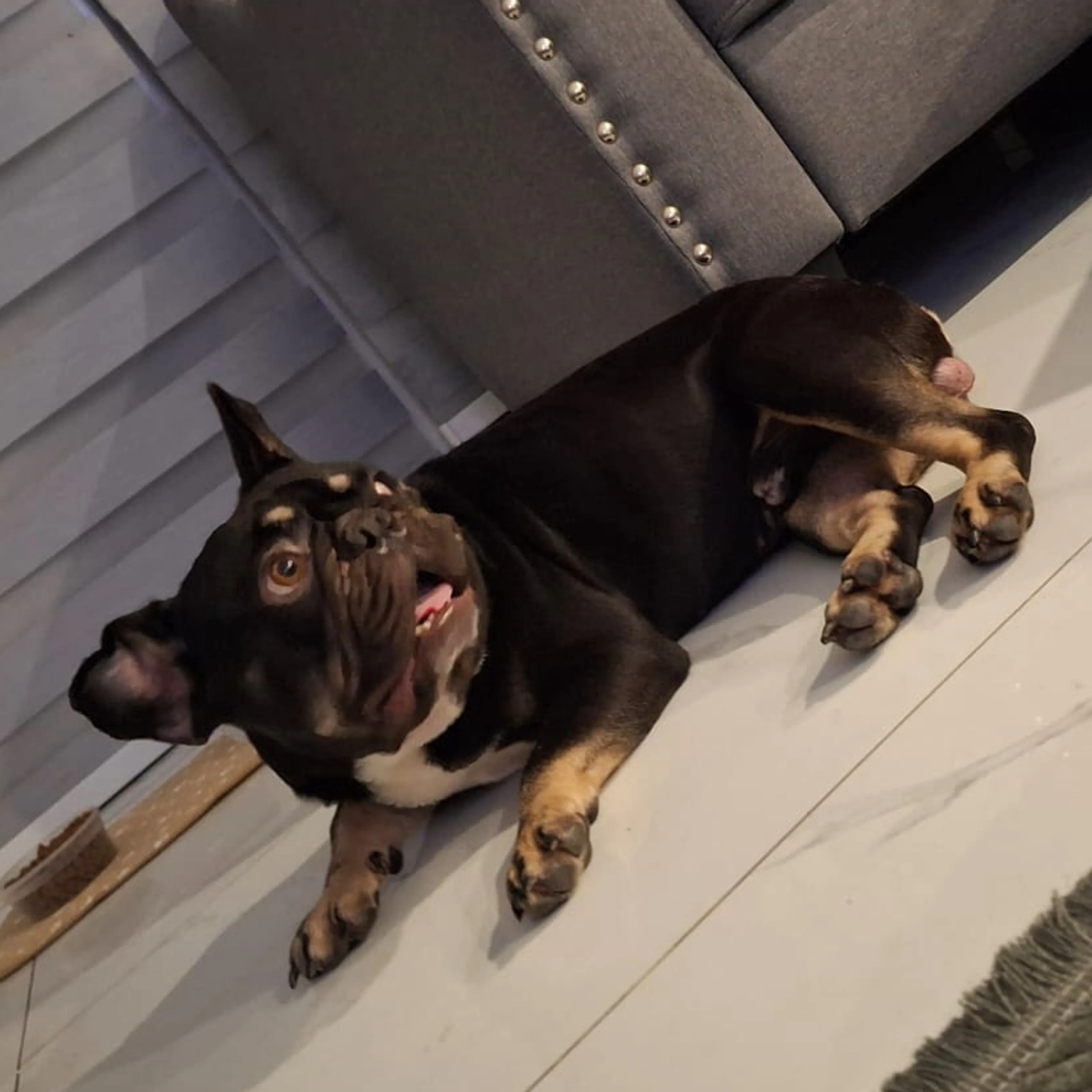 Lost pet-0