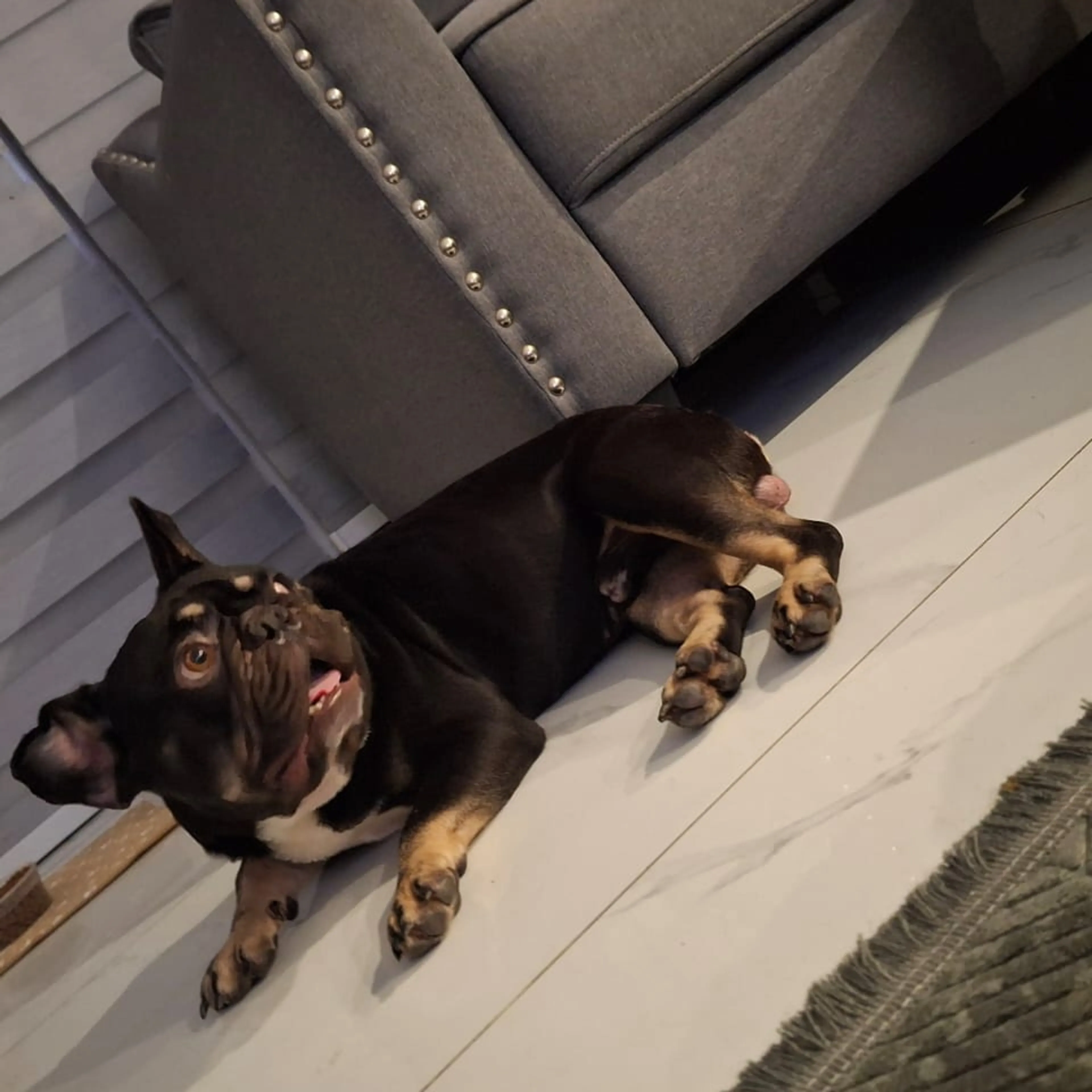 Lost pet-2