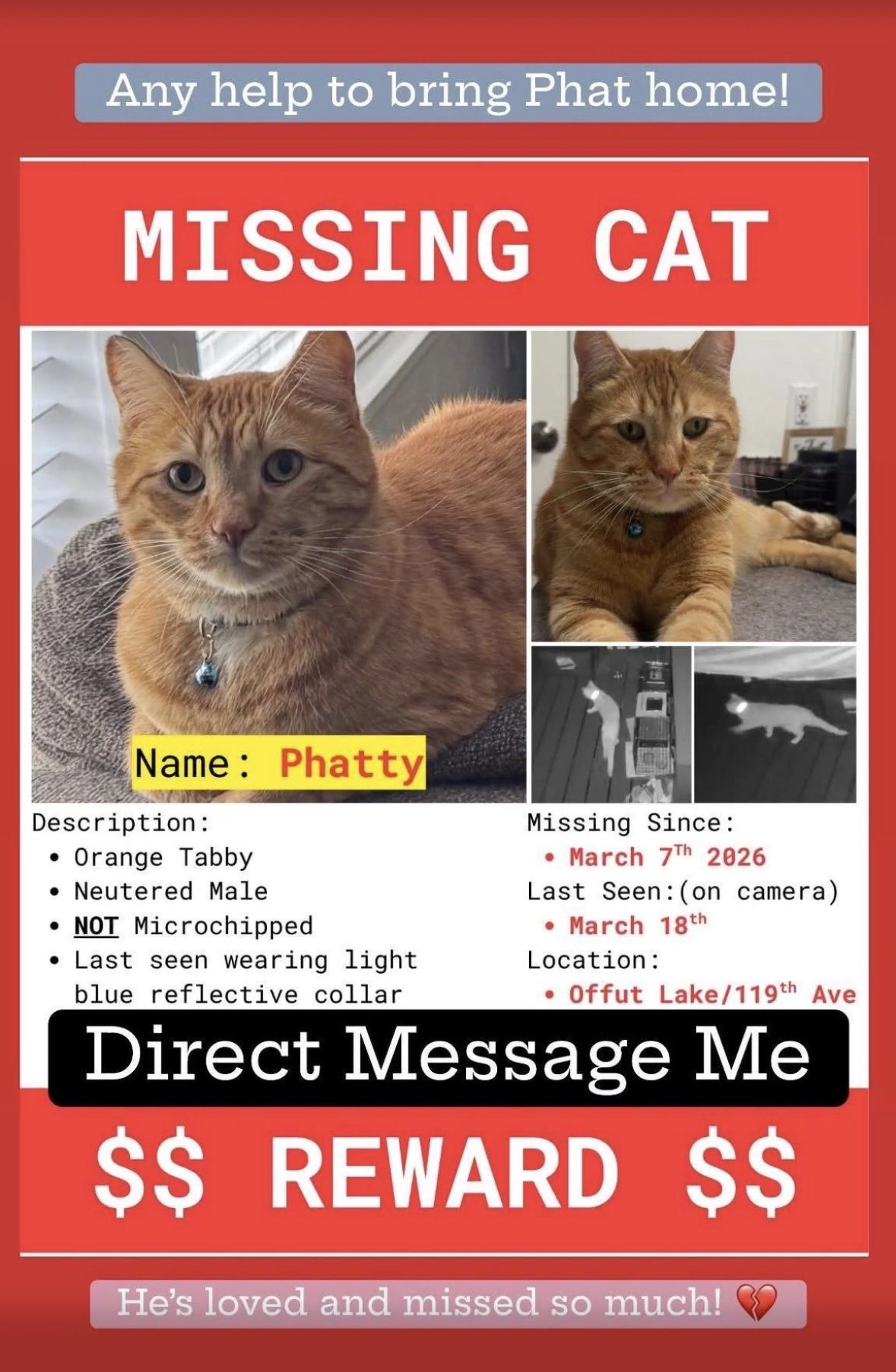 Lost pet-4