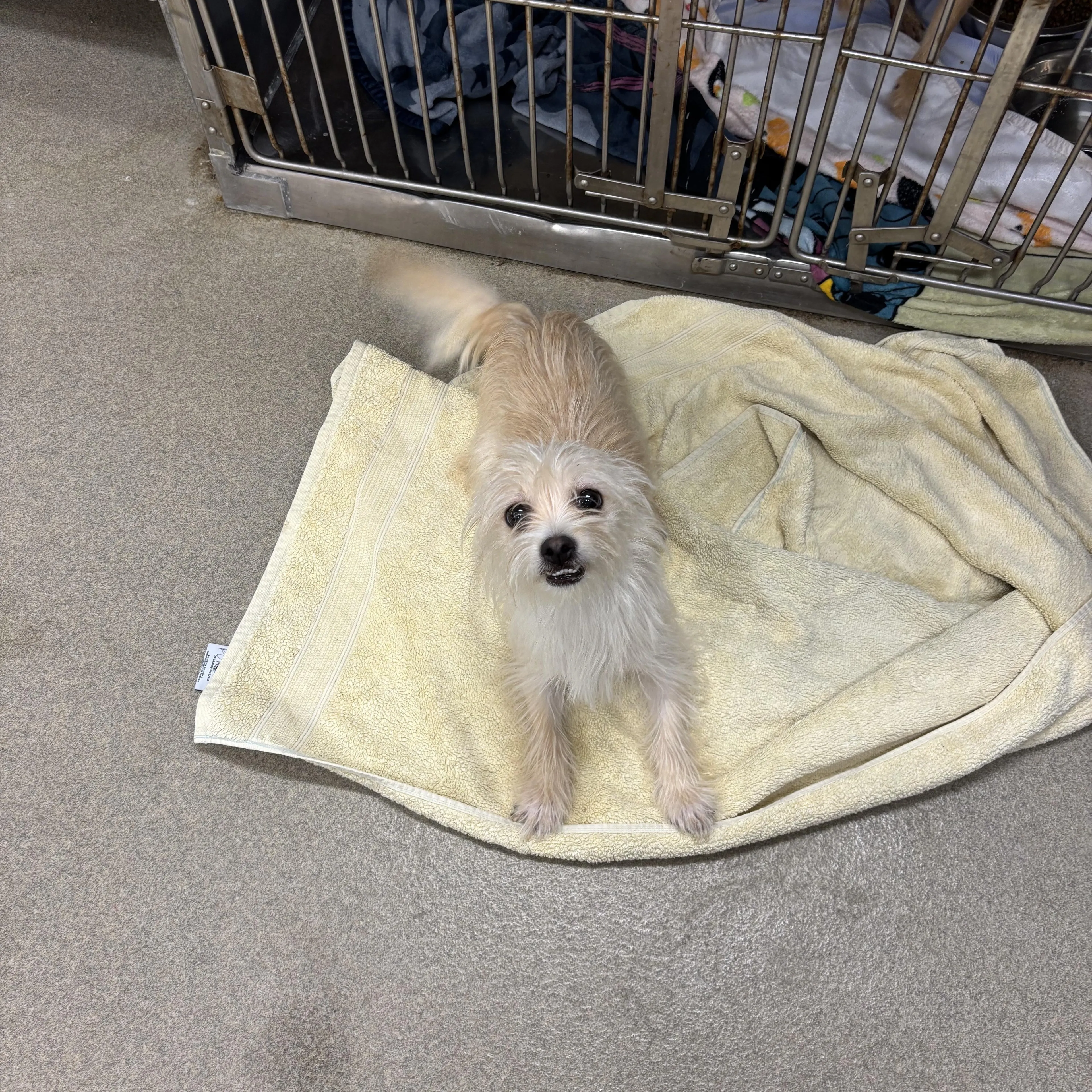 Found pet-1