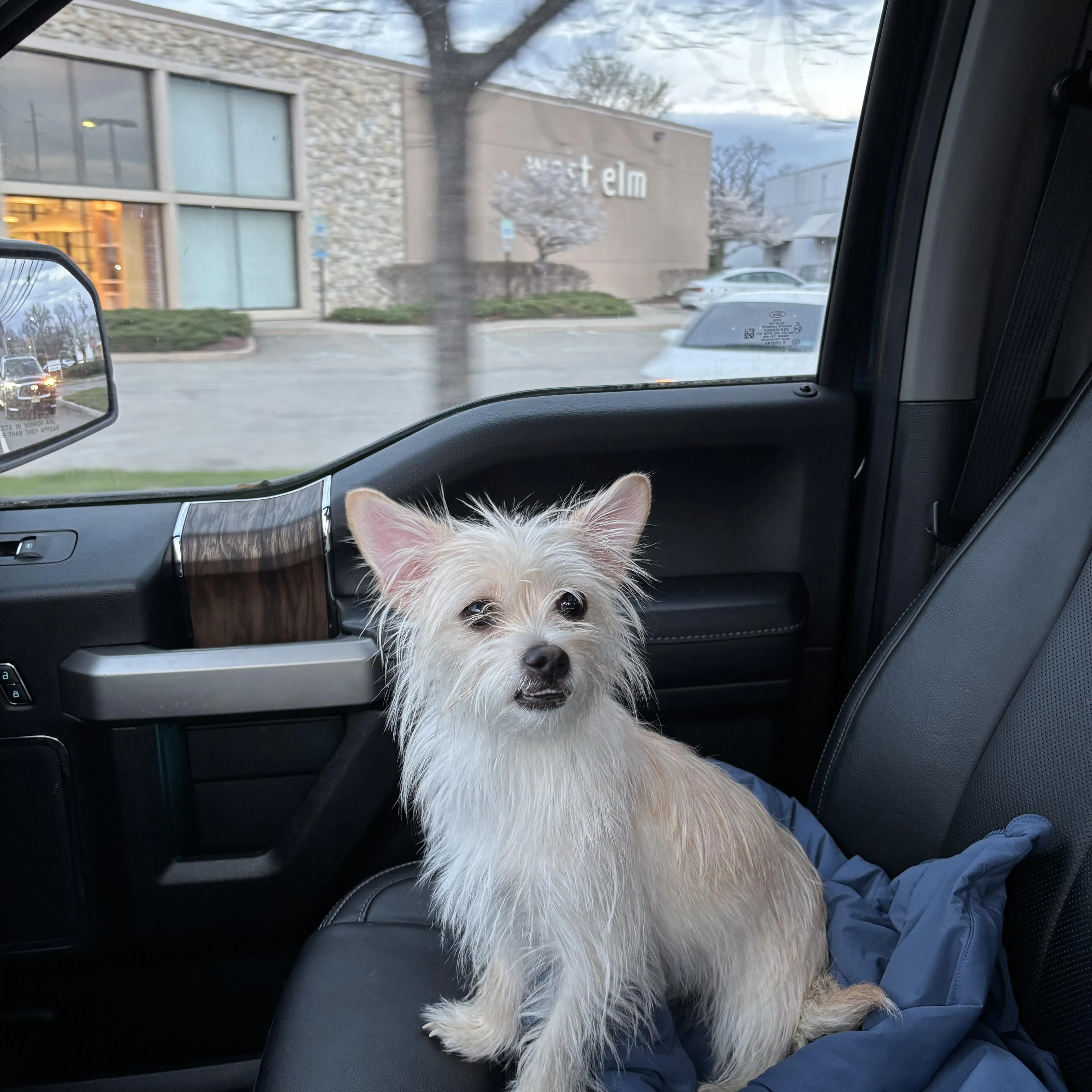 Found pet-2