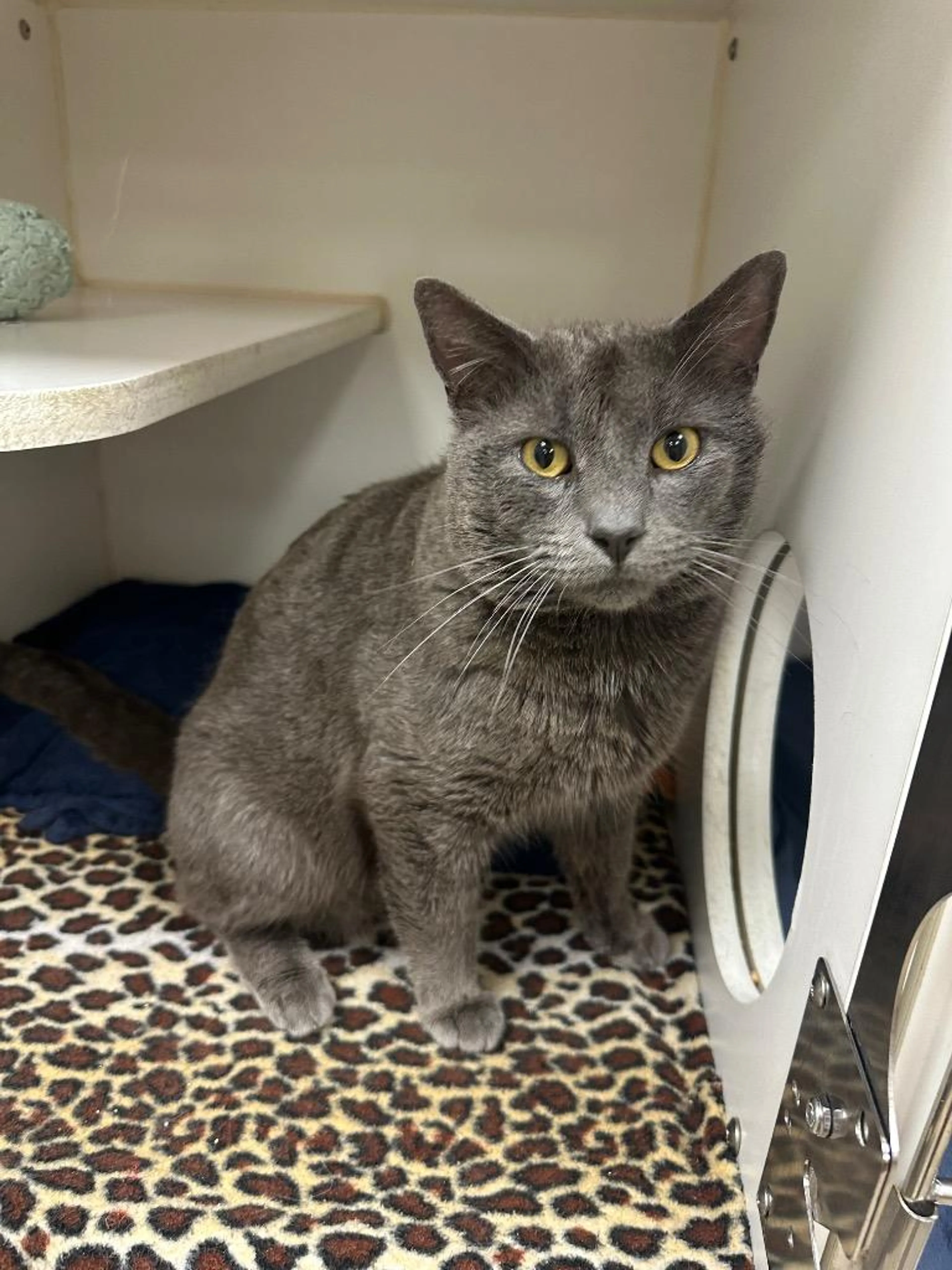 Found pet-1