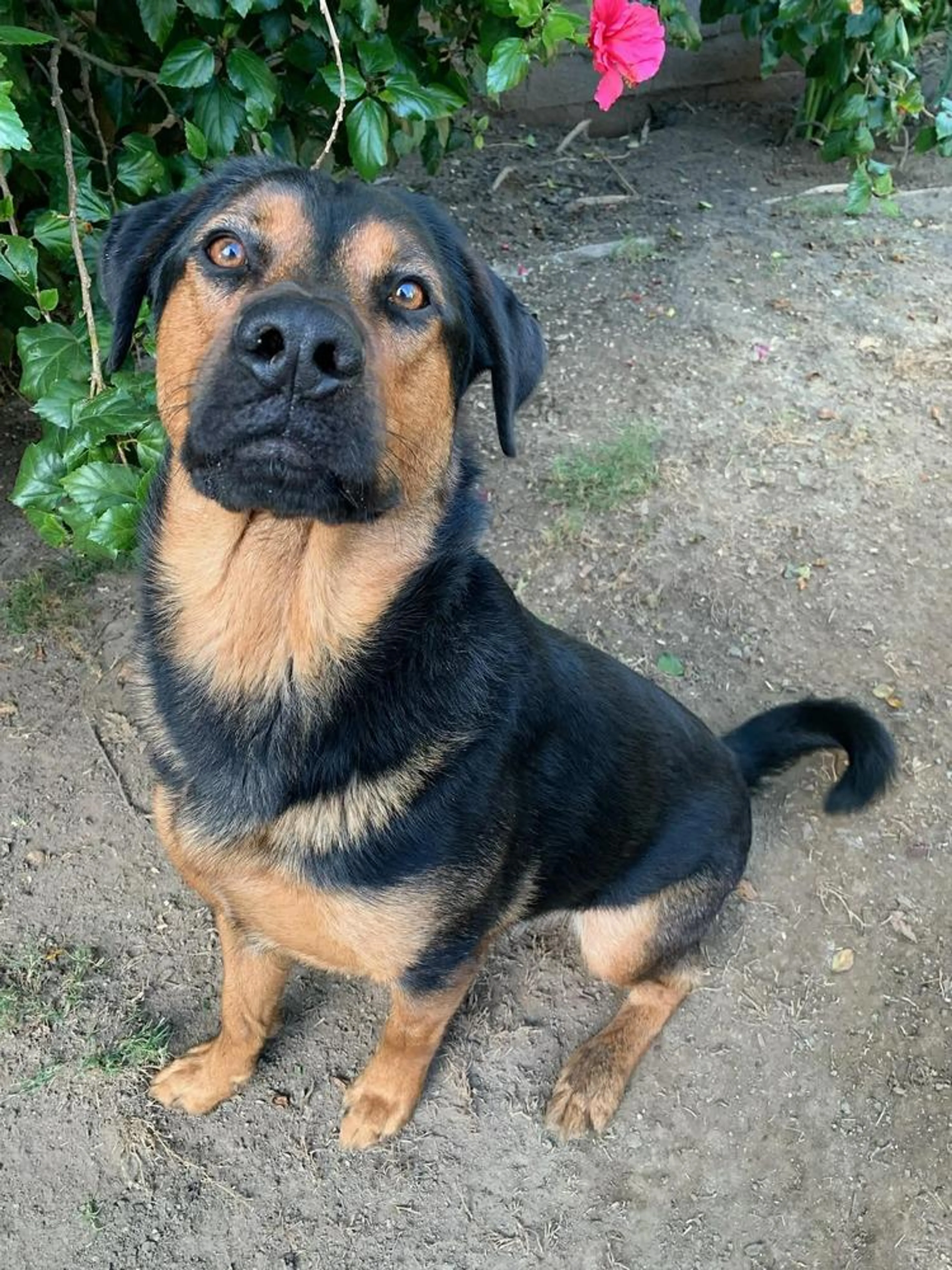 Found pet-1