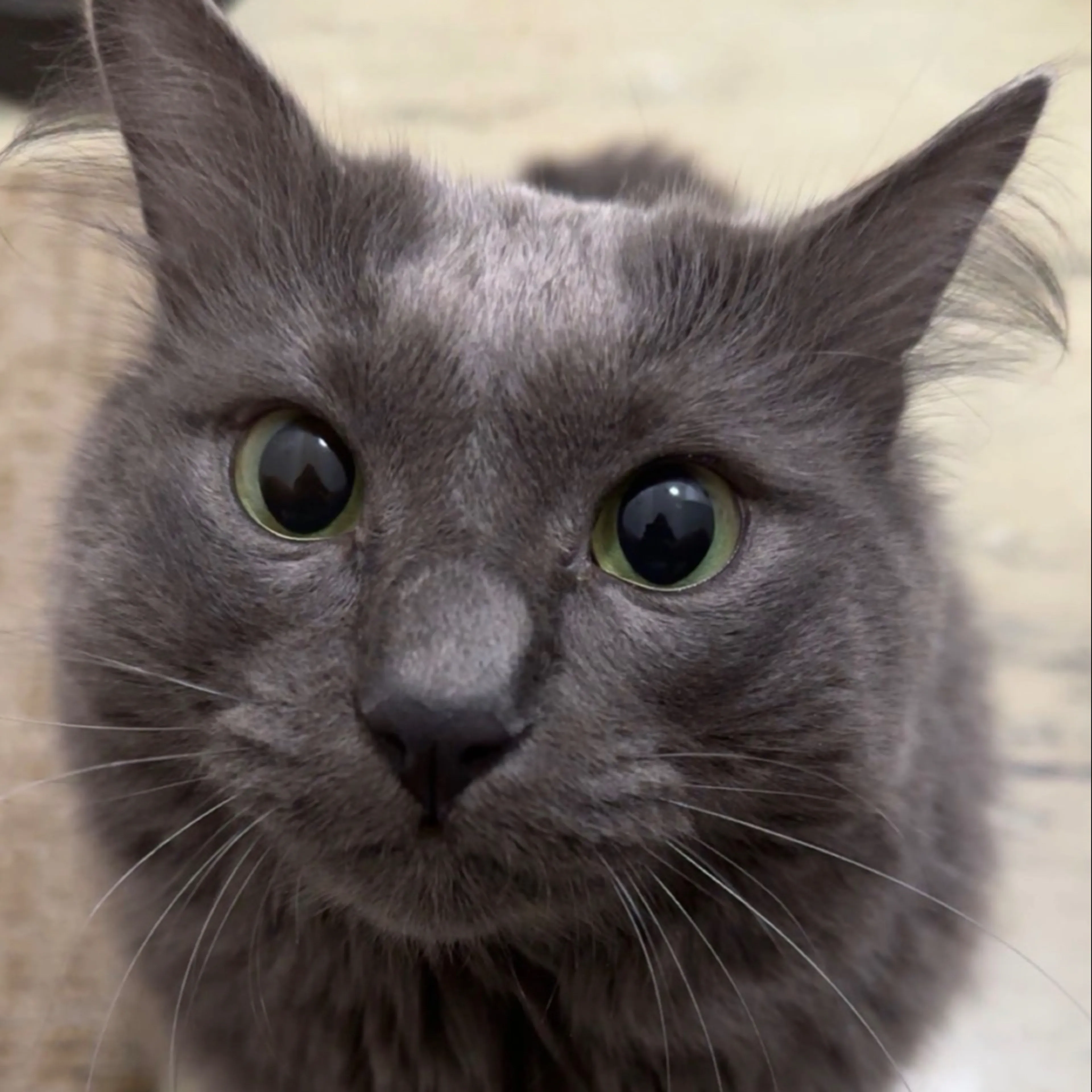 Lost pet-2