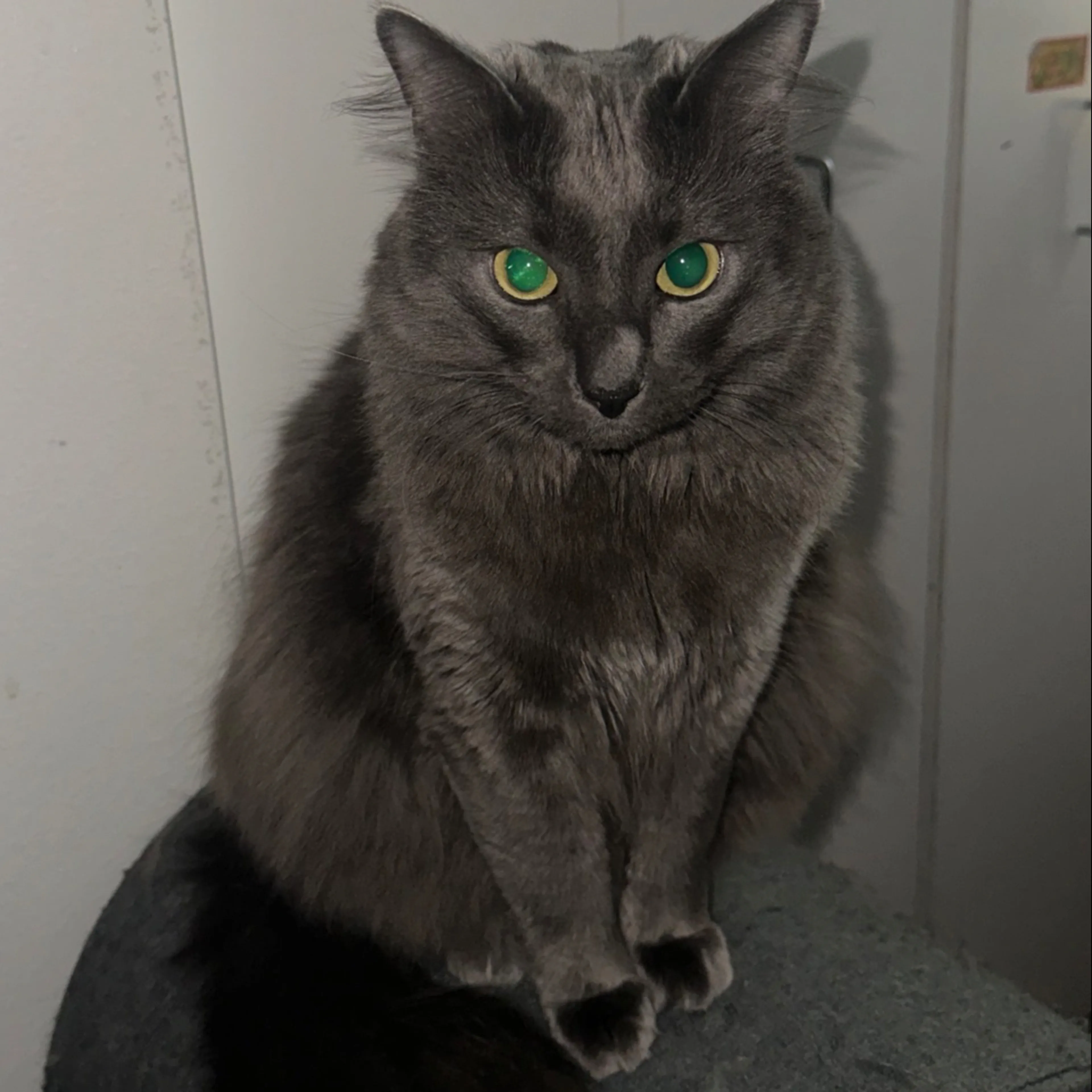 Lost pet-1