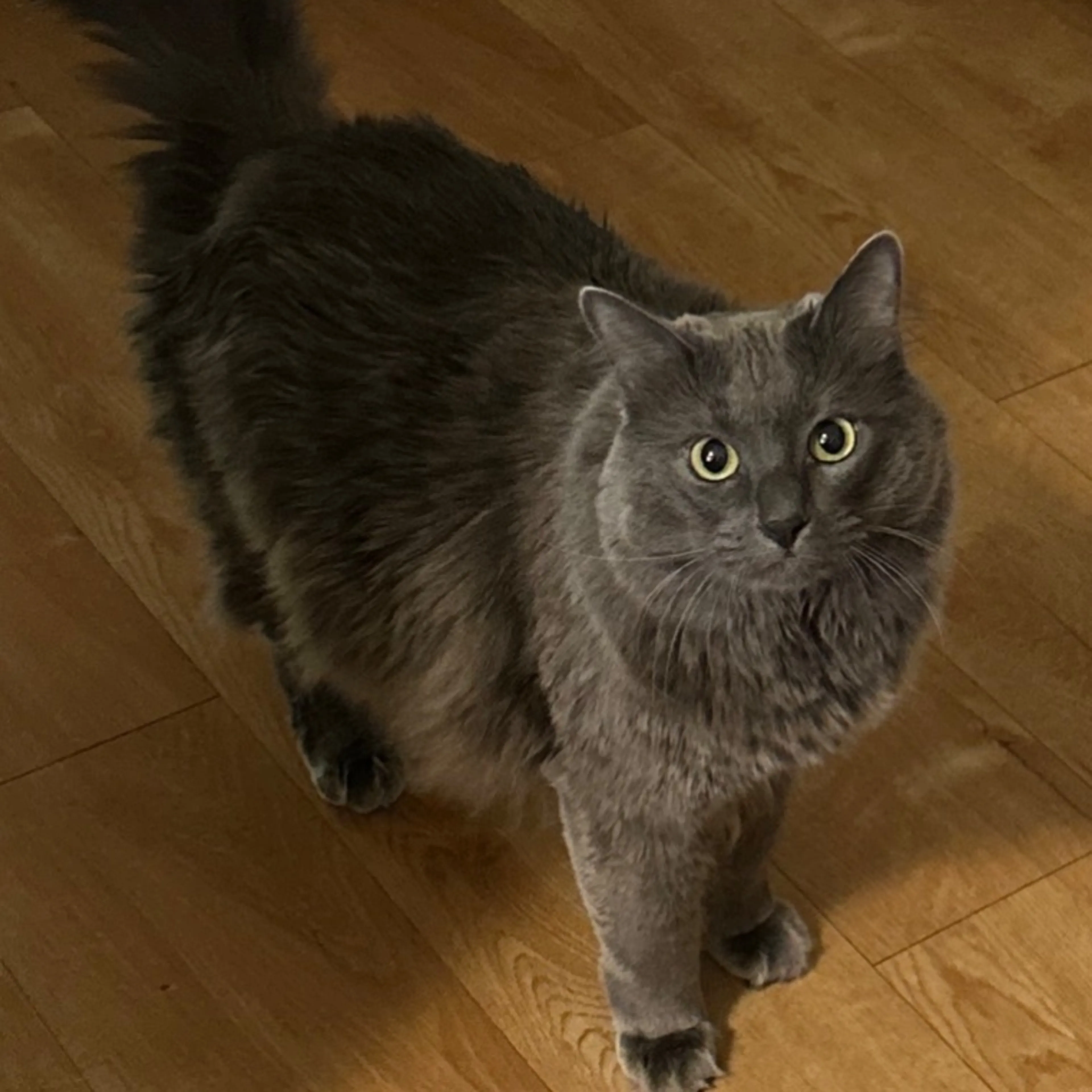 Lost pet-0