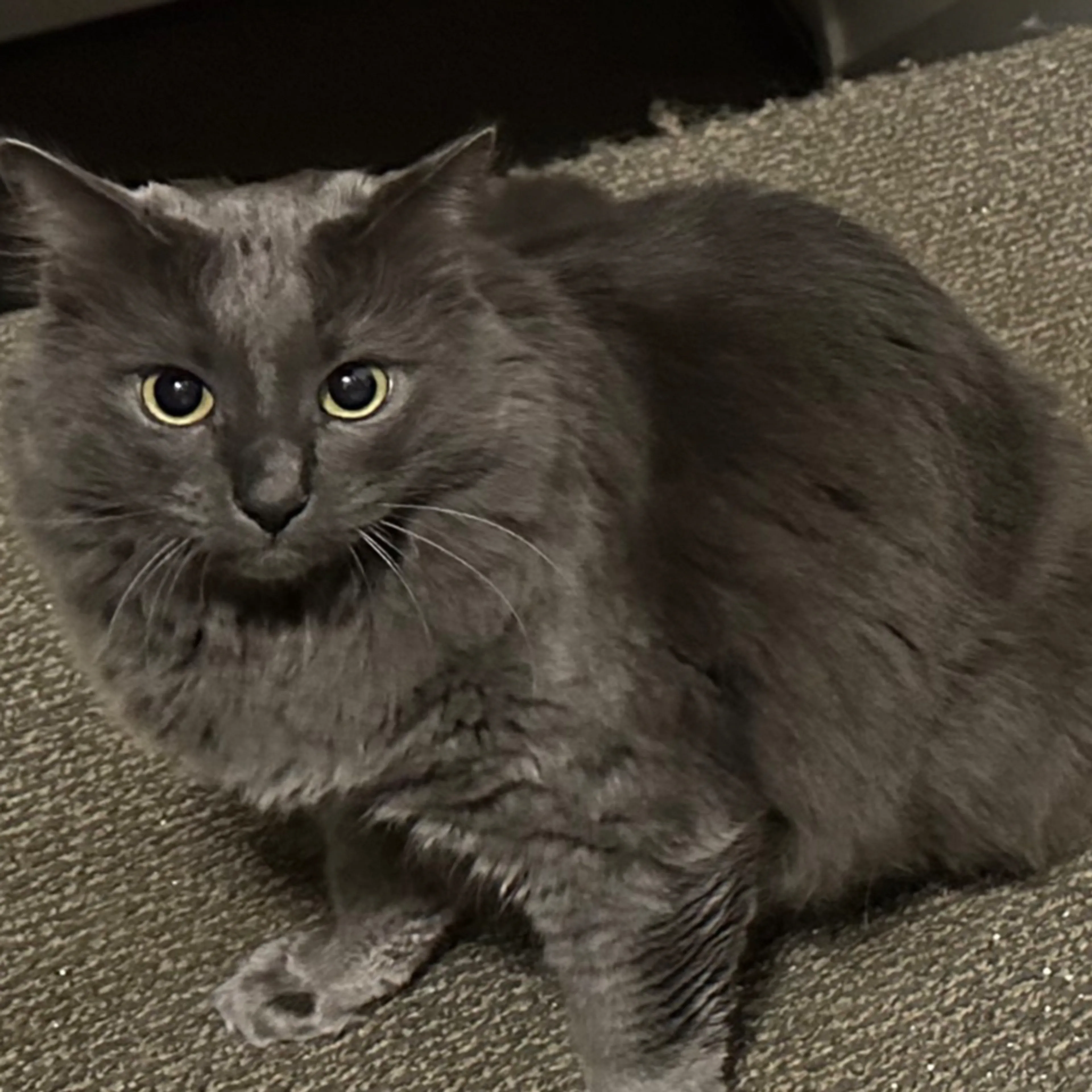 Lost pet-3