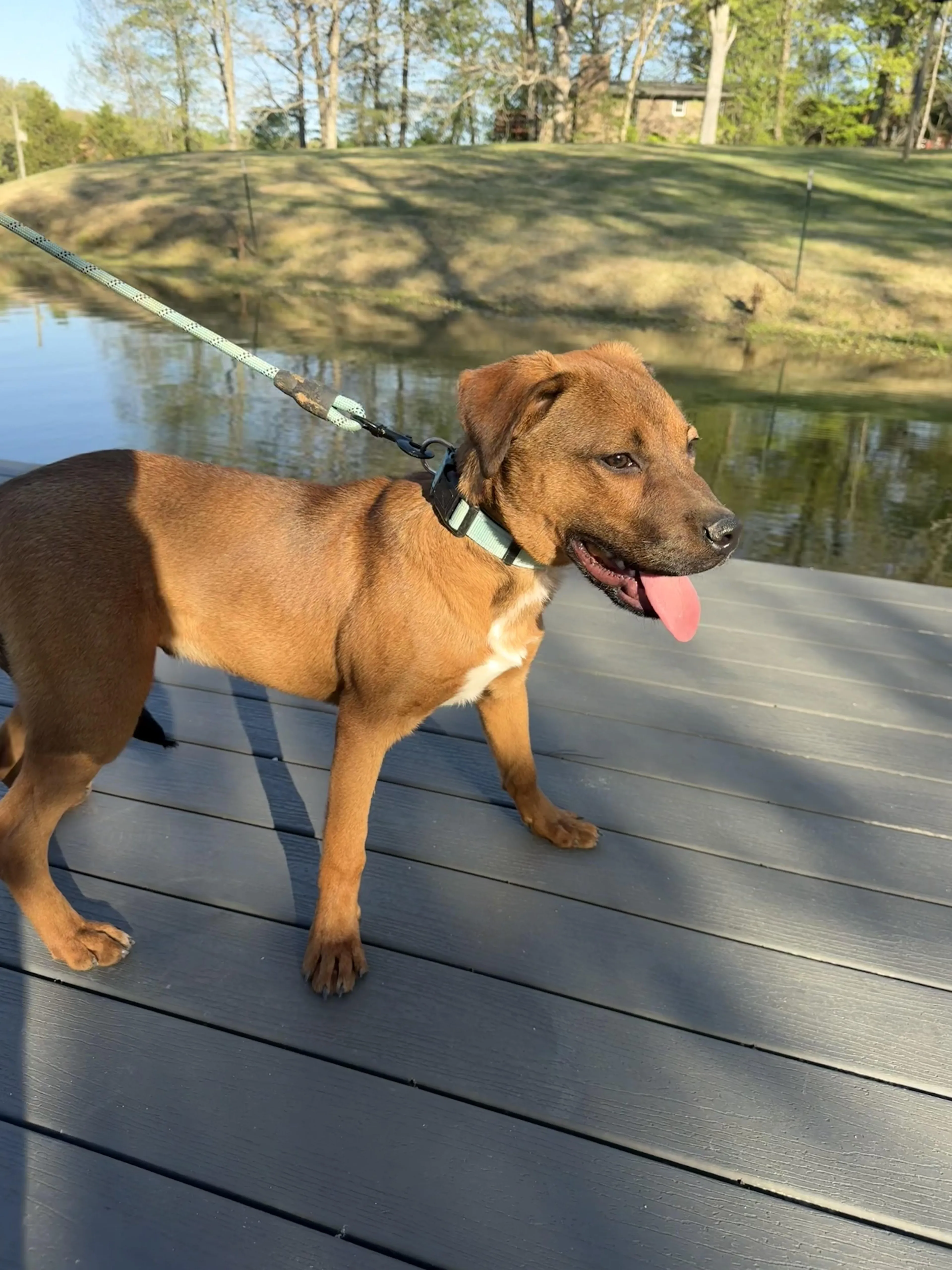 Found pet-2