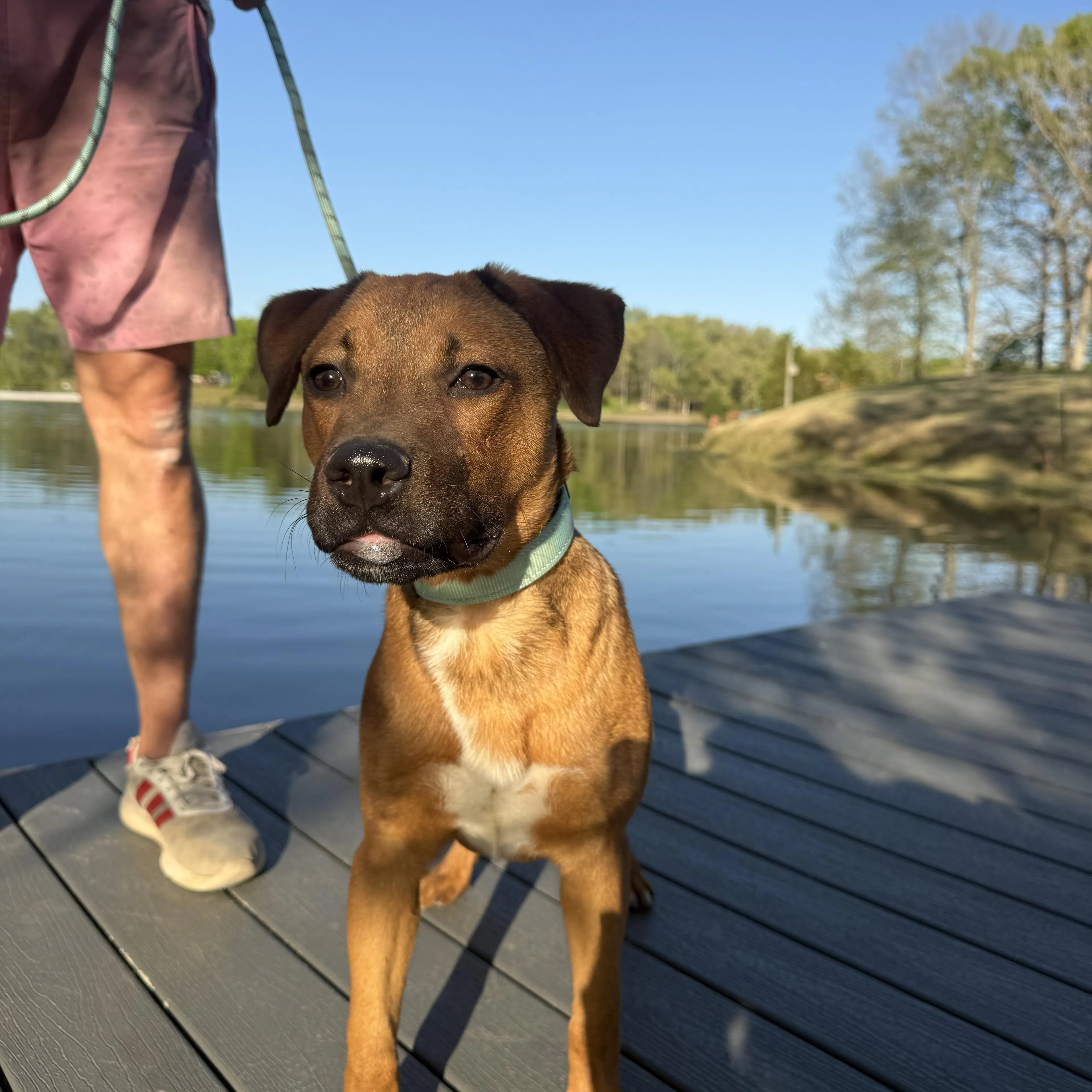 Found pet-3