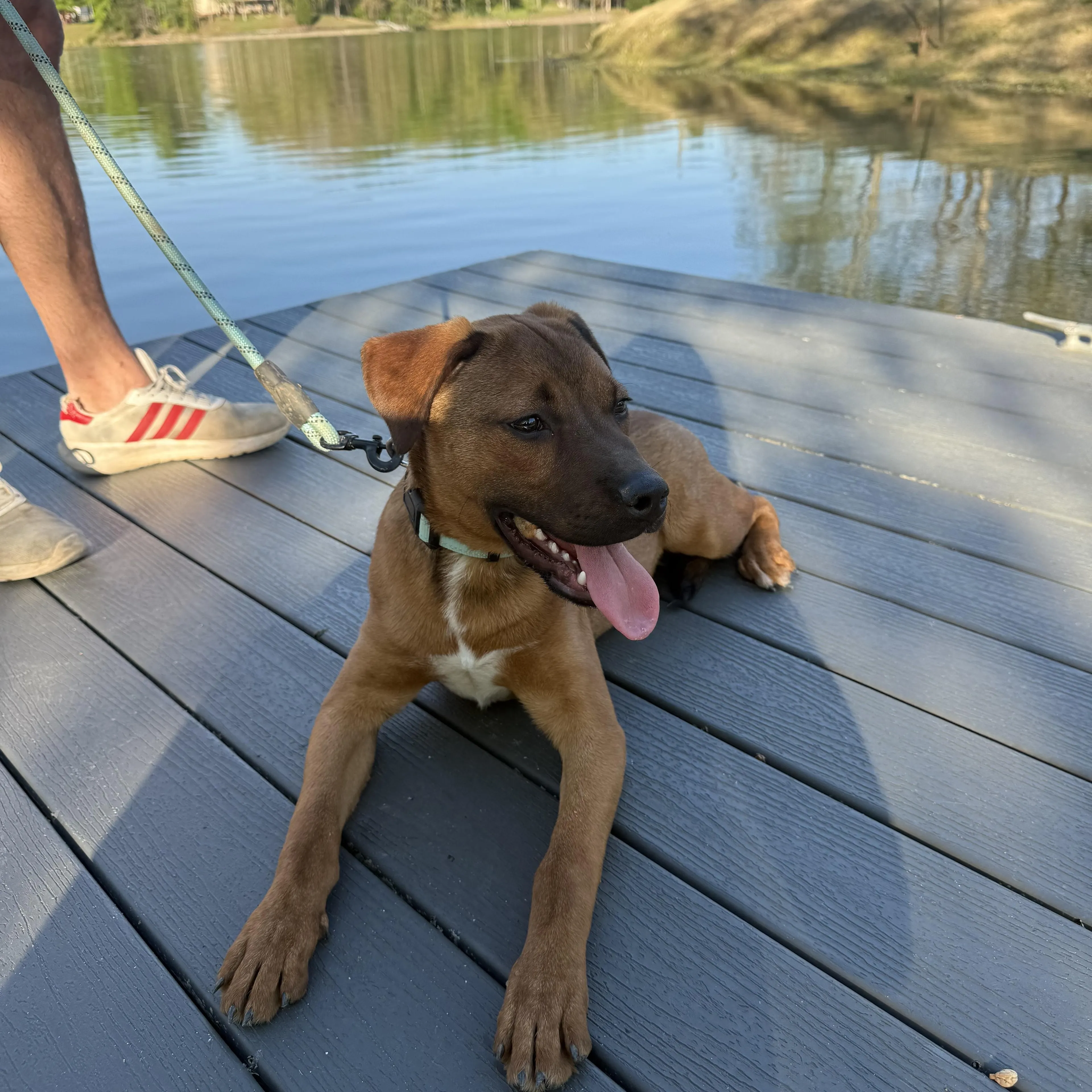 Found pet-1