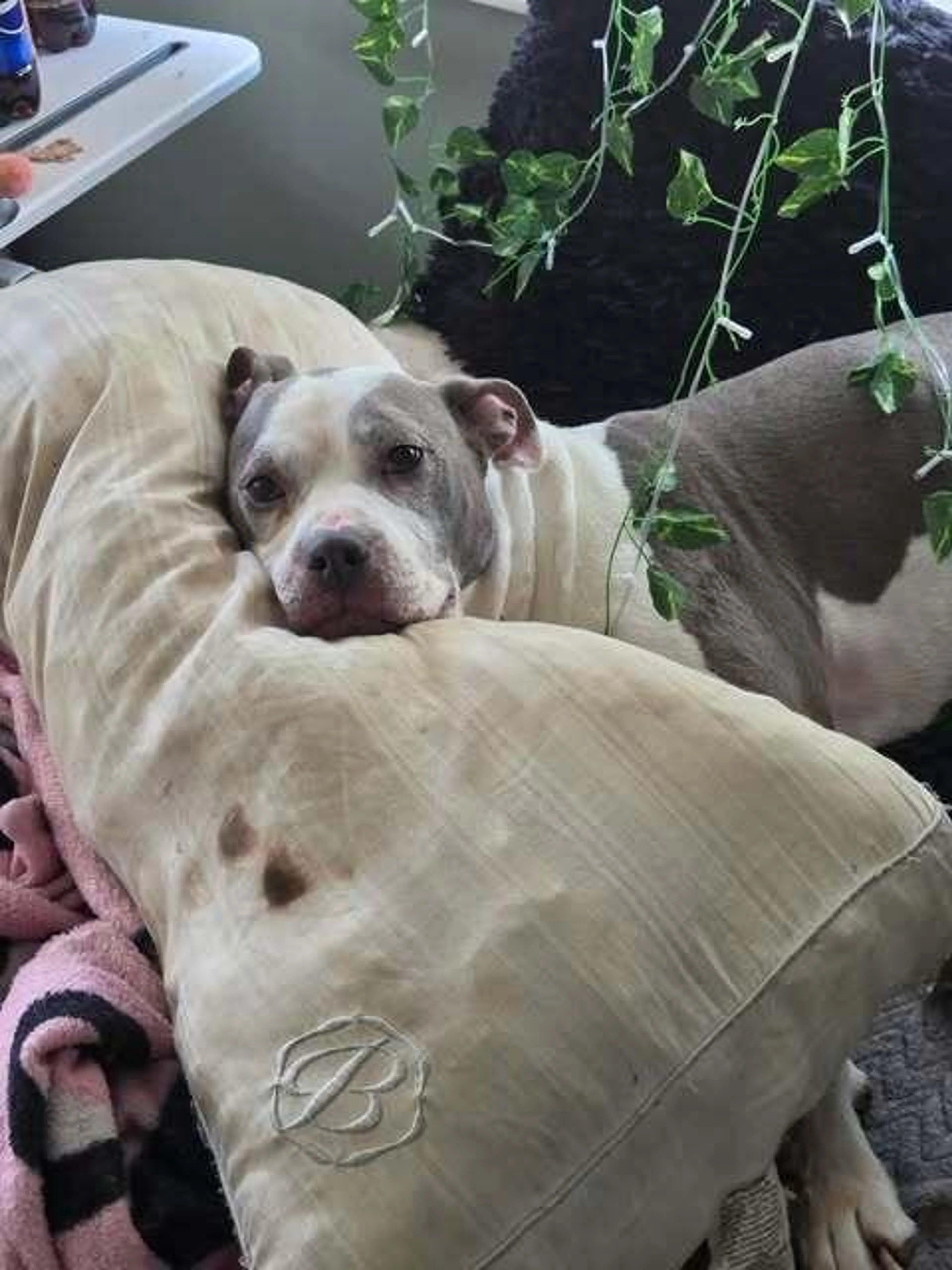 Found pet-2