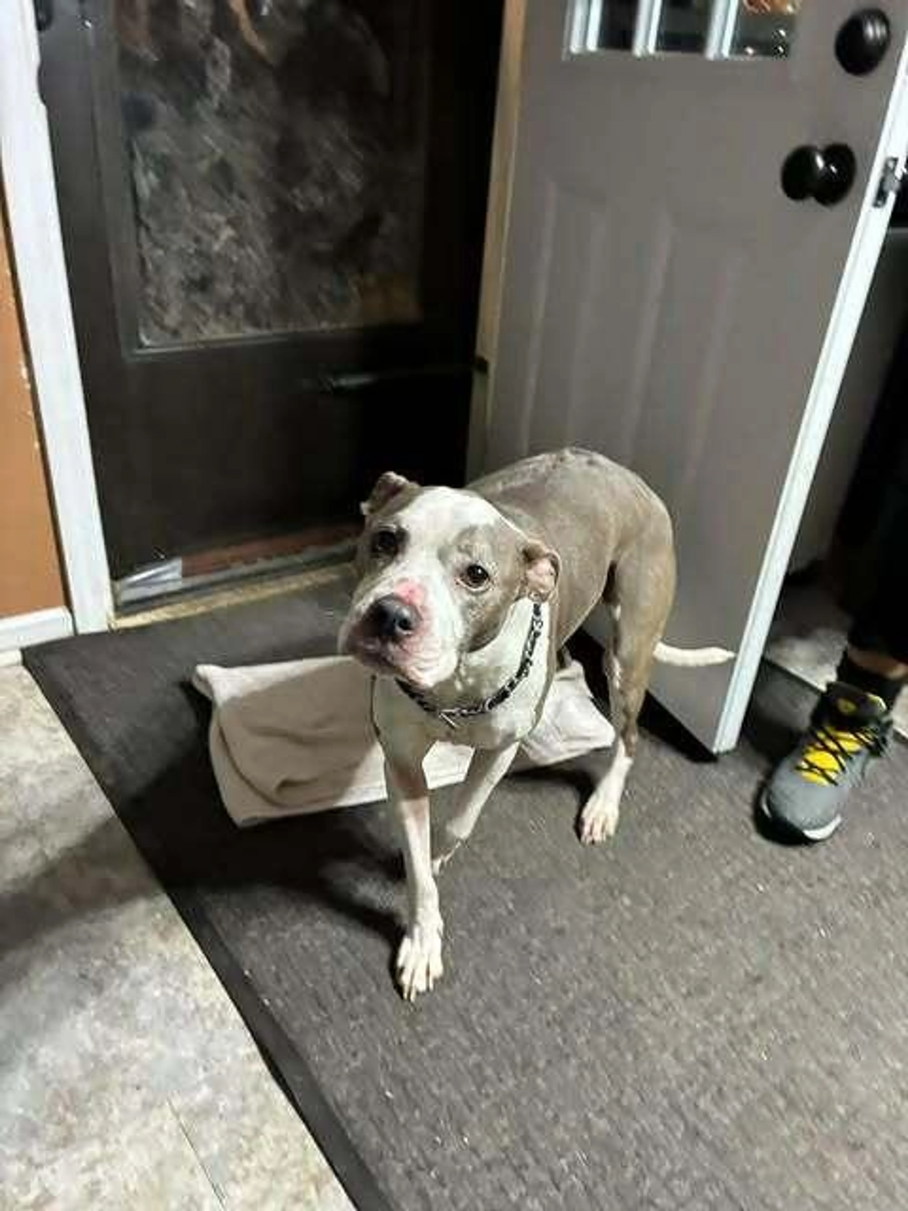 Found pet-0