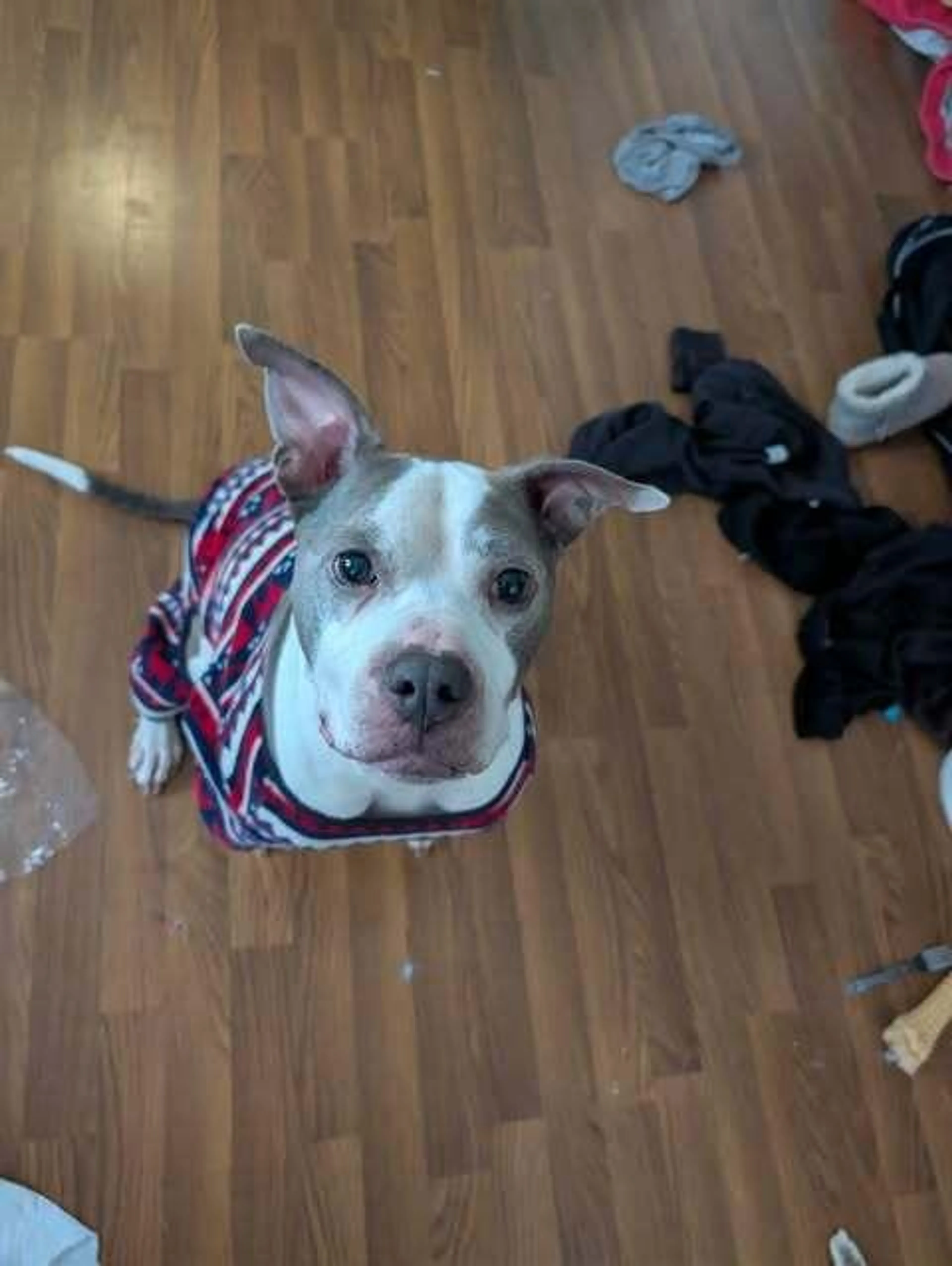 Found pet-1