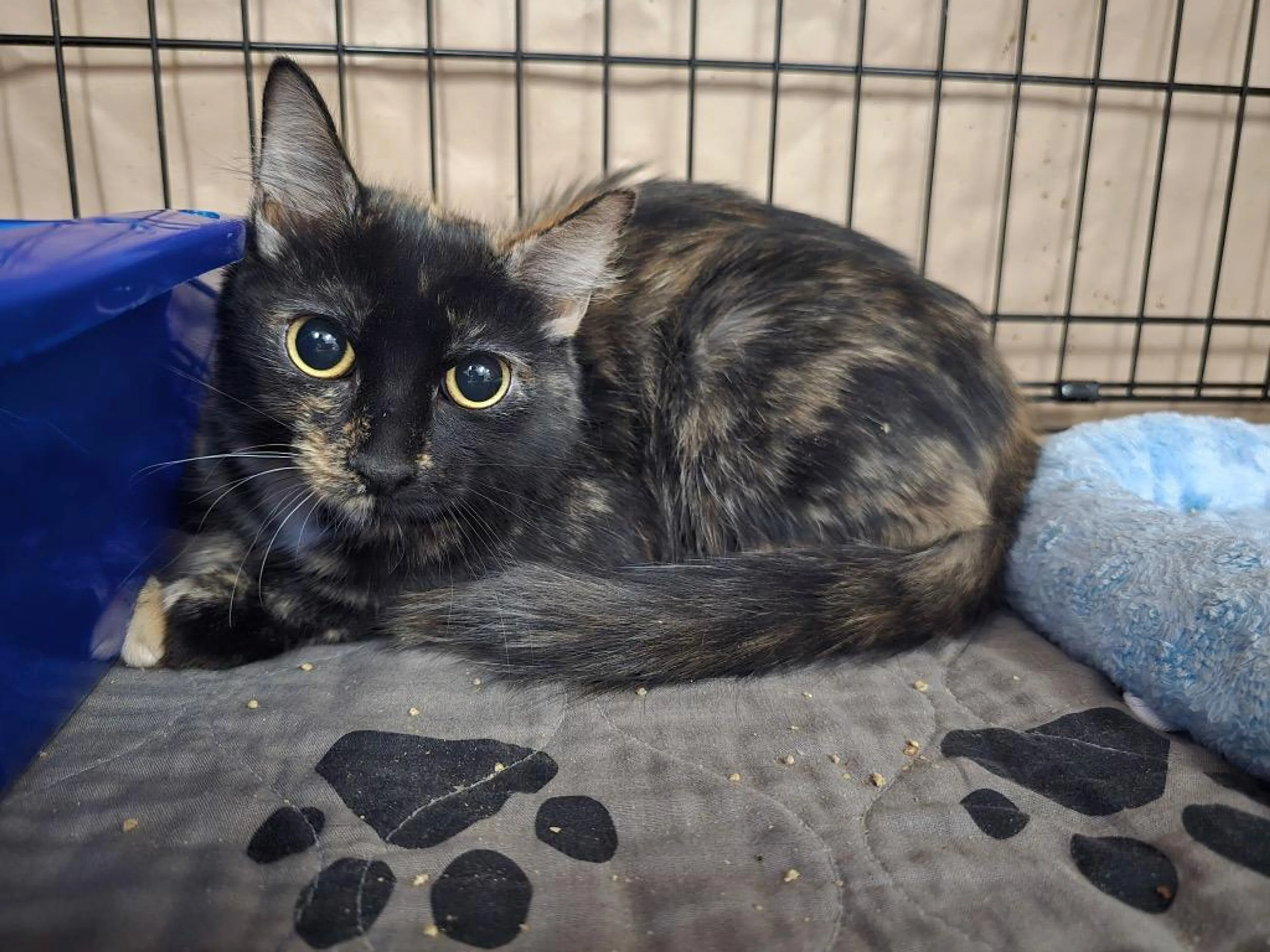 Found pet
