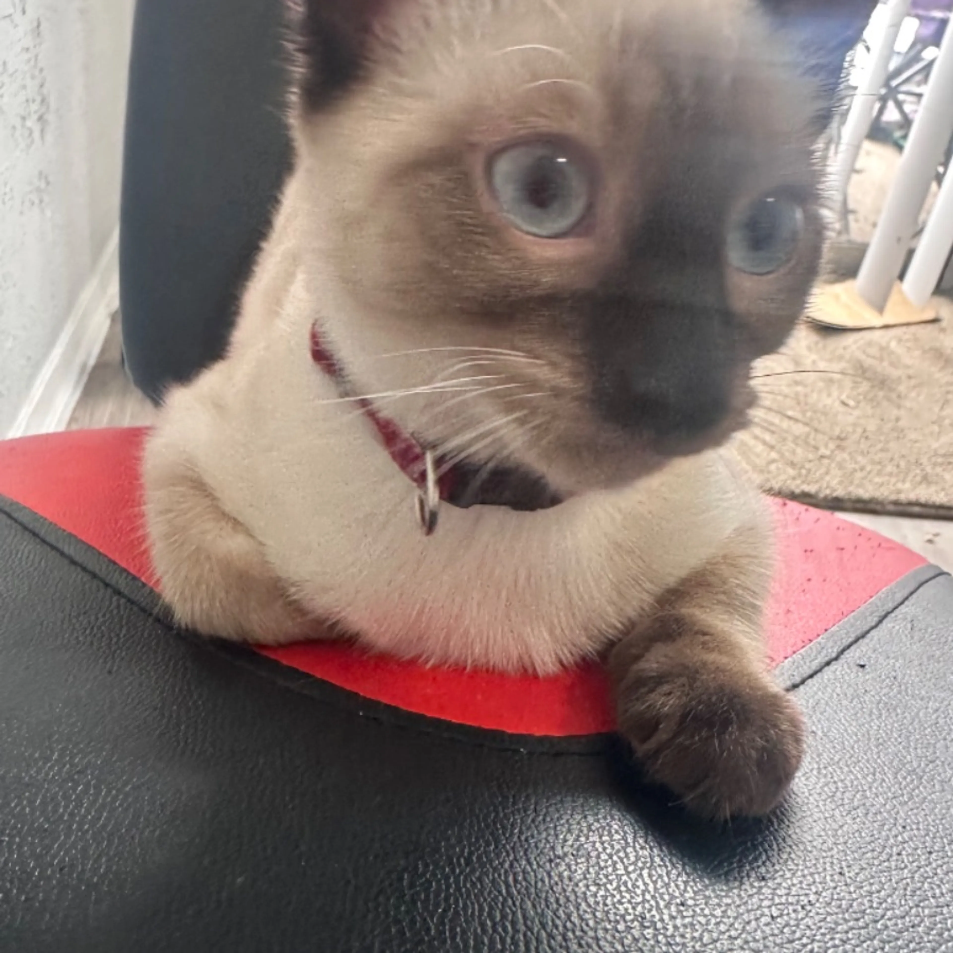 Lost pet