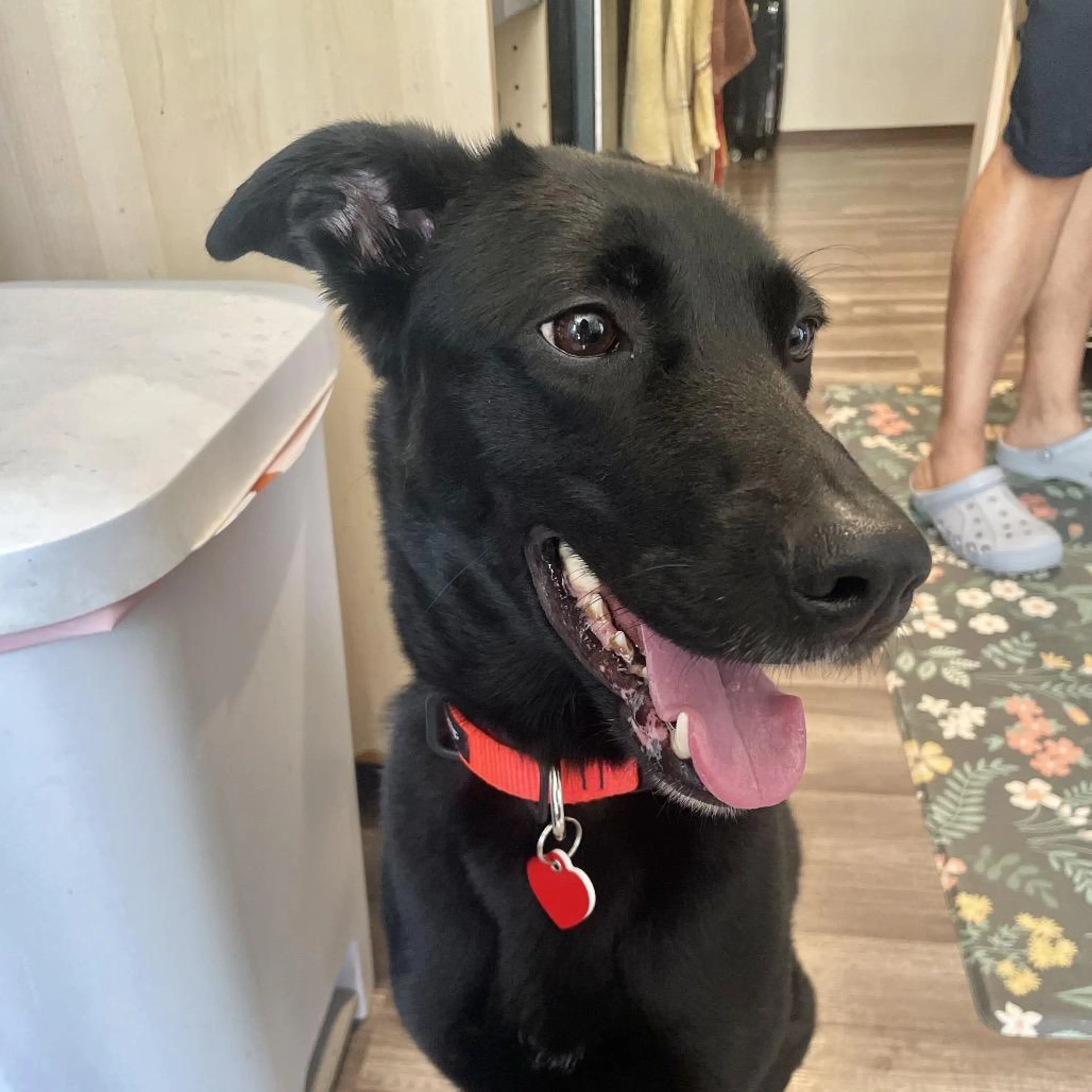 Found pet-4