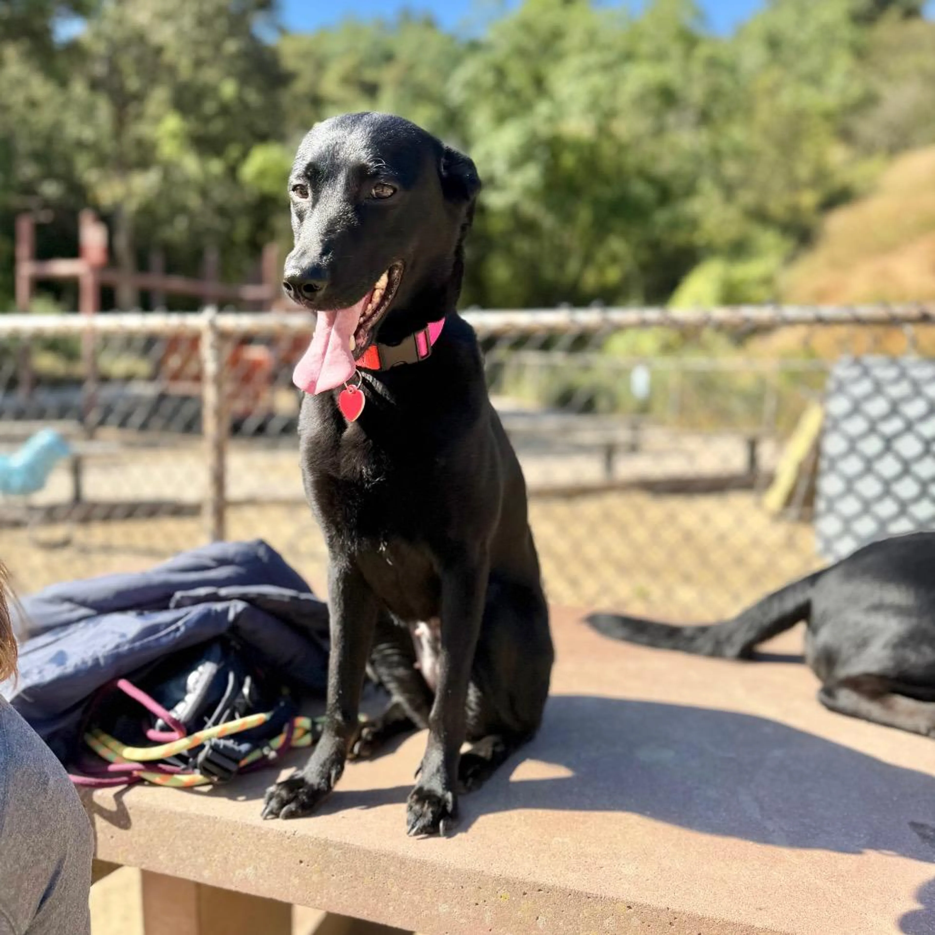 Found pet-3