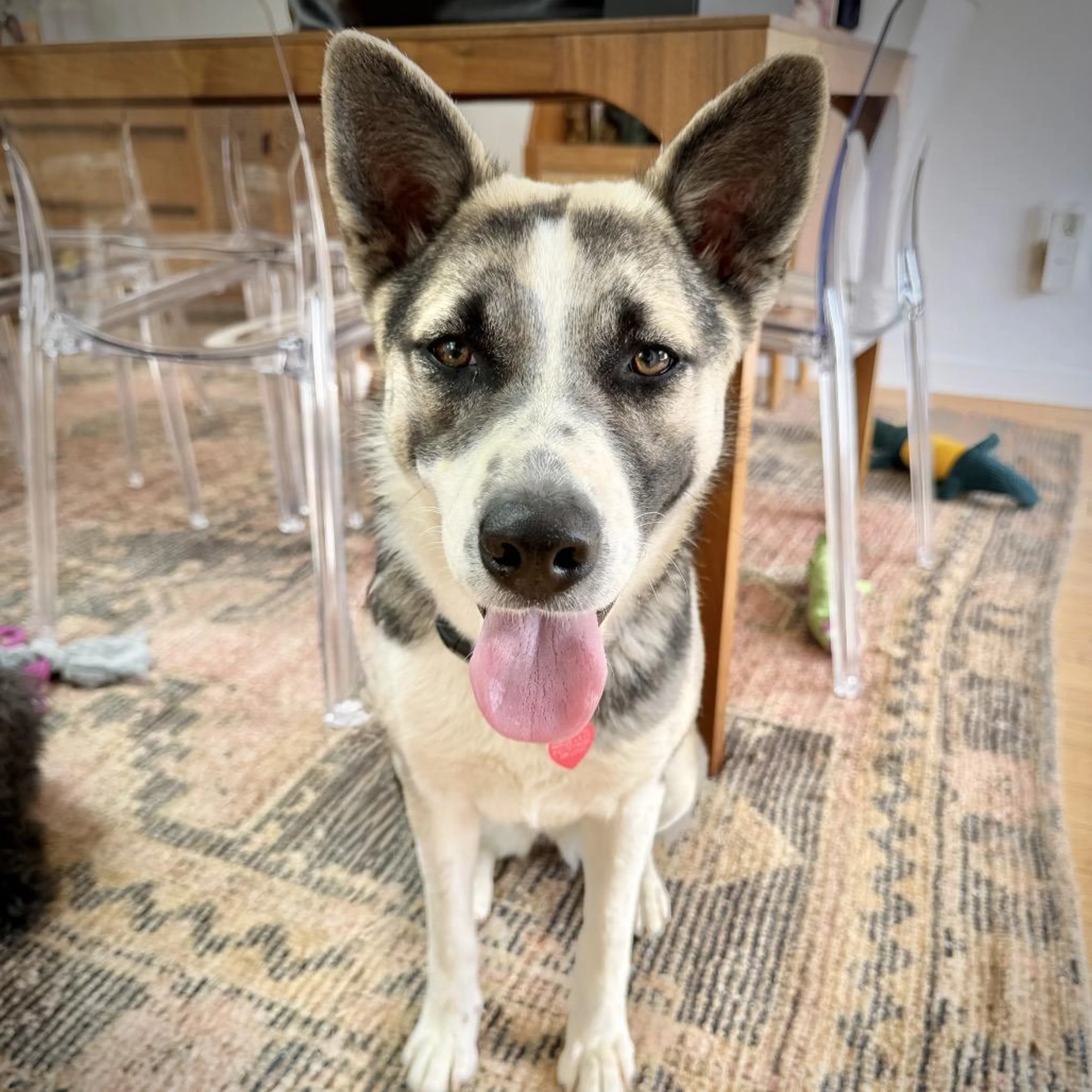 Found pet-2