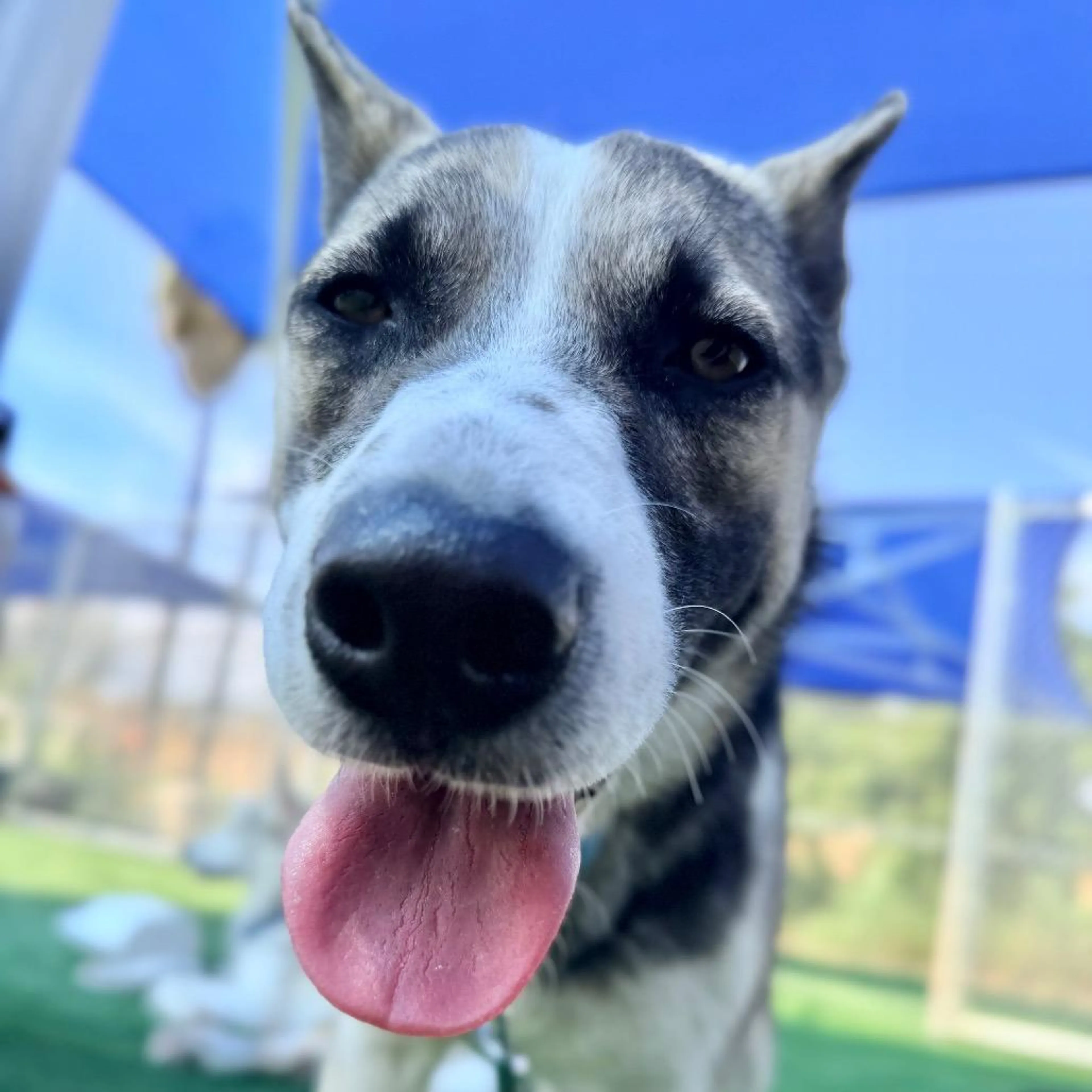 Found pet-3