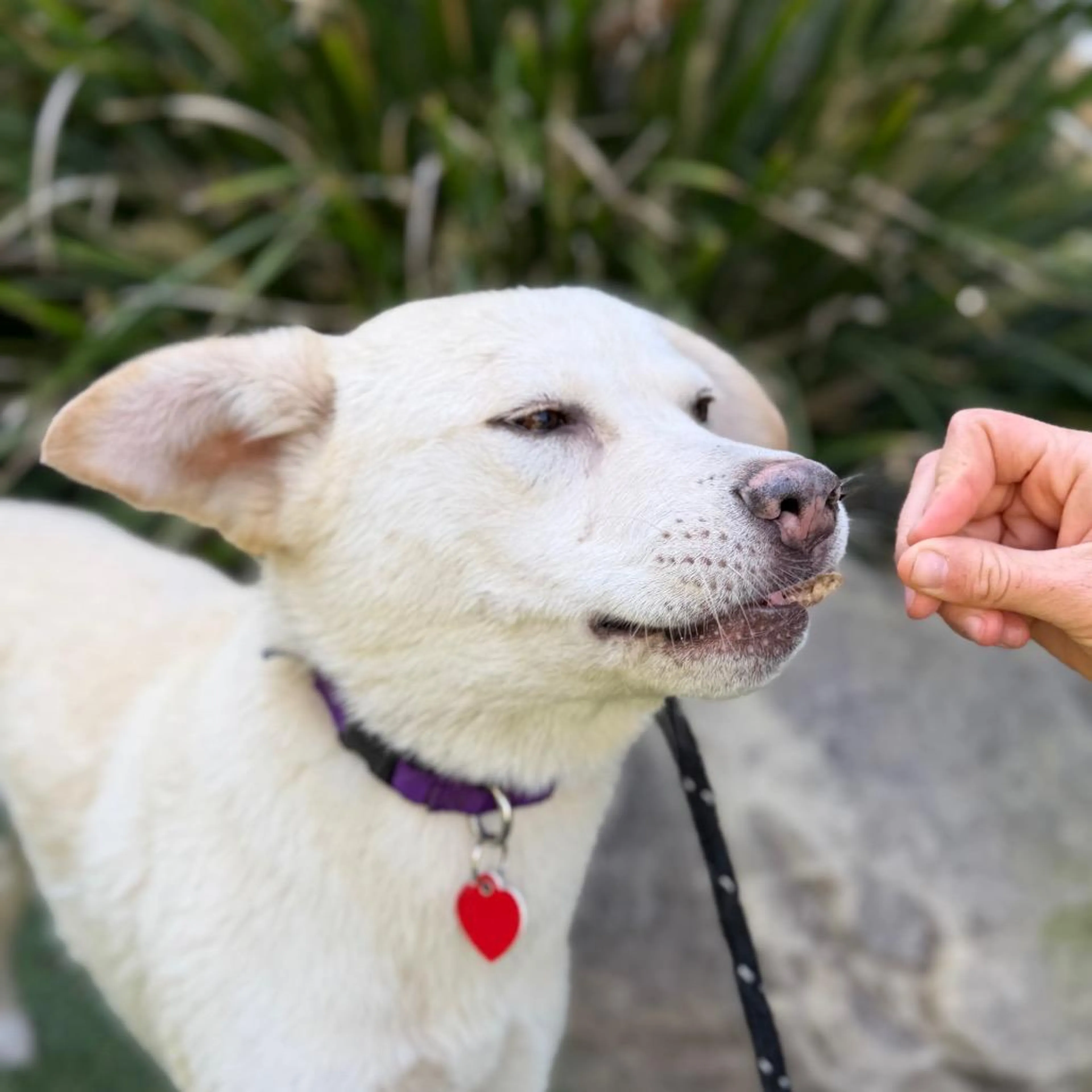 Found pet-1