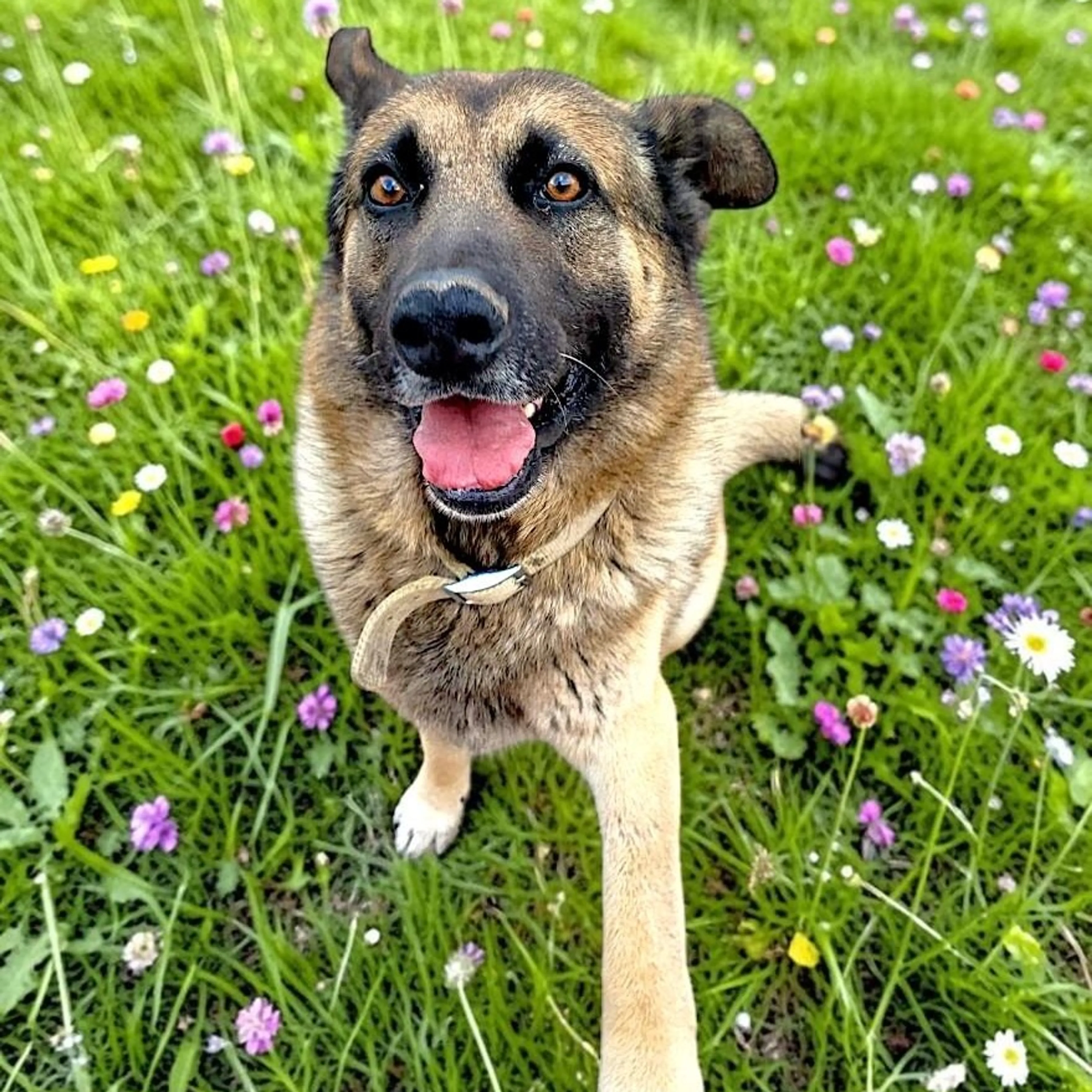 Found pet-1