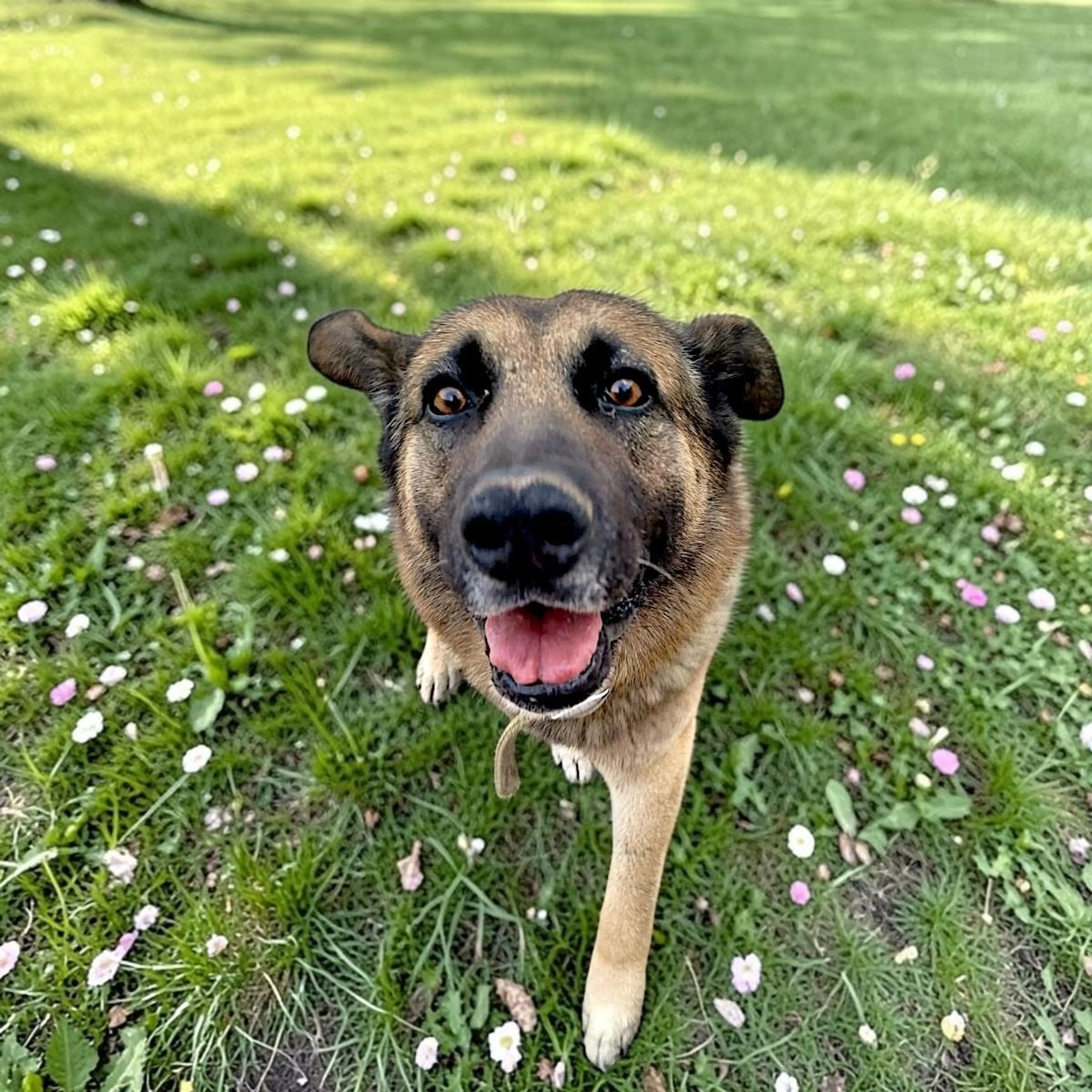 Found pet-0