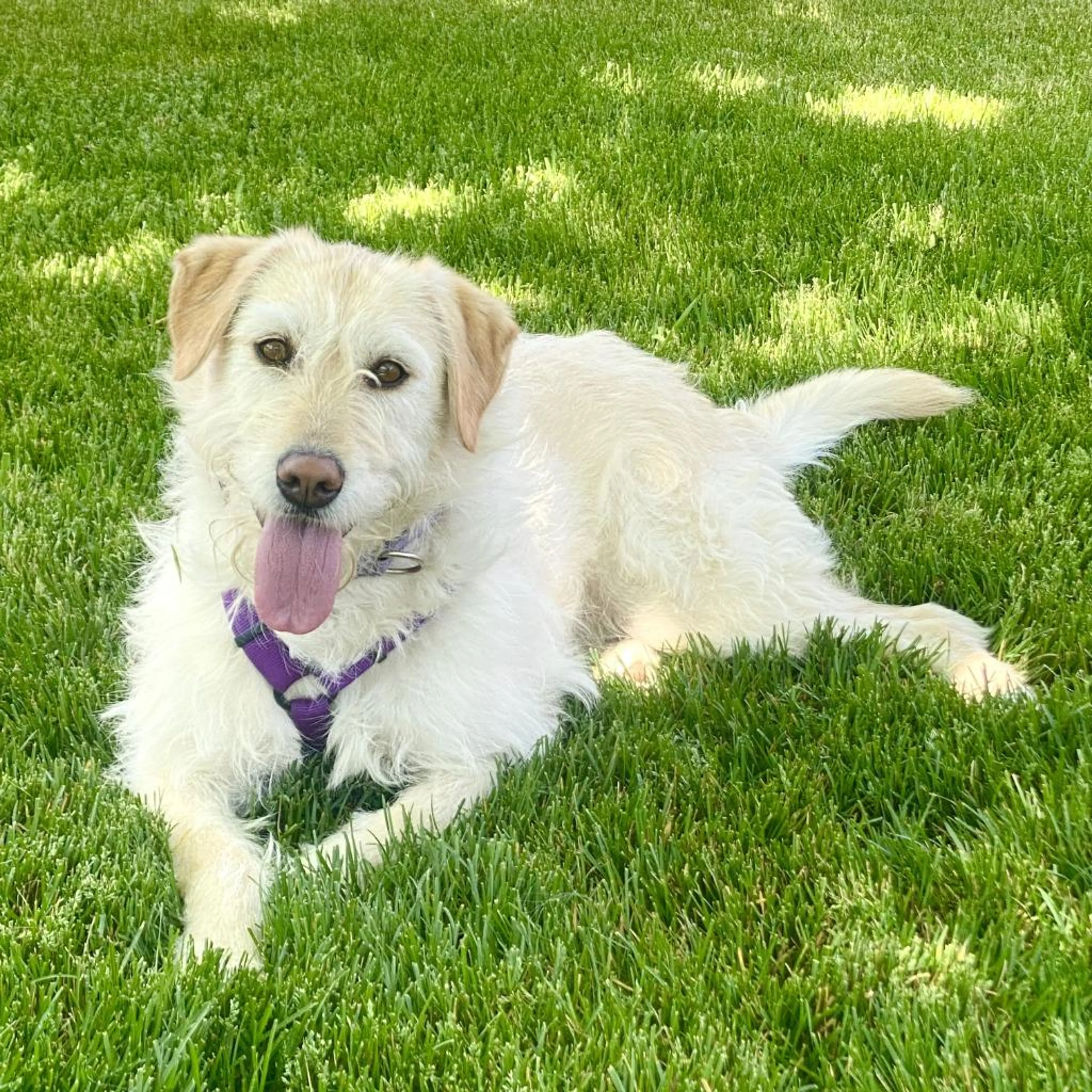 Found pet-3