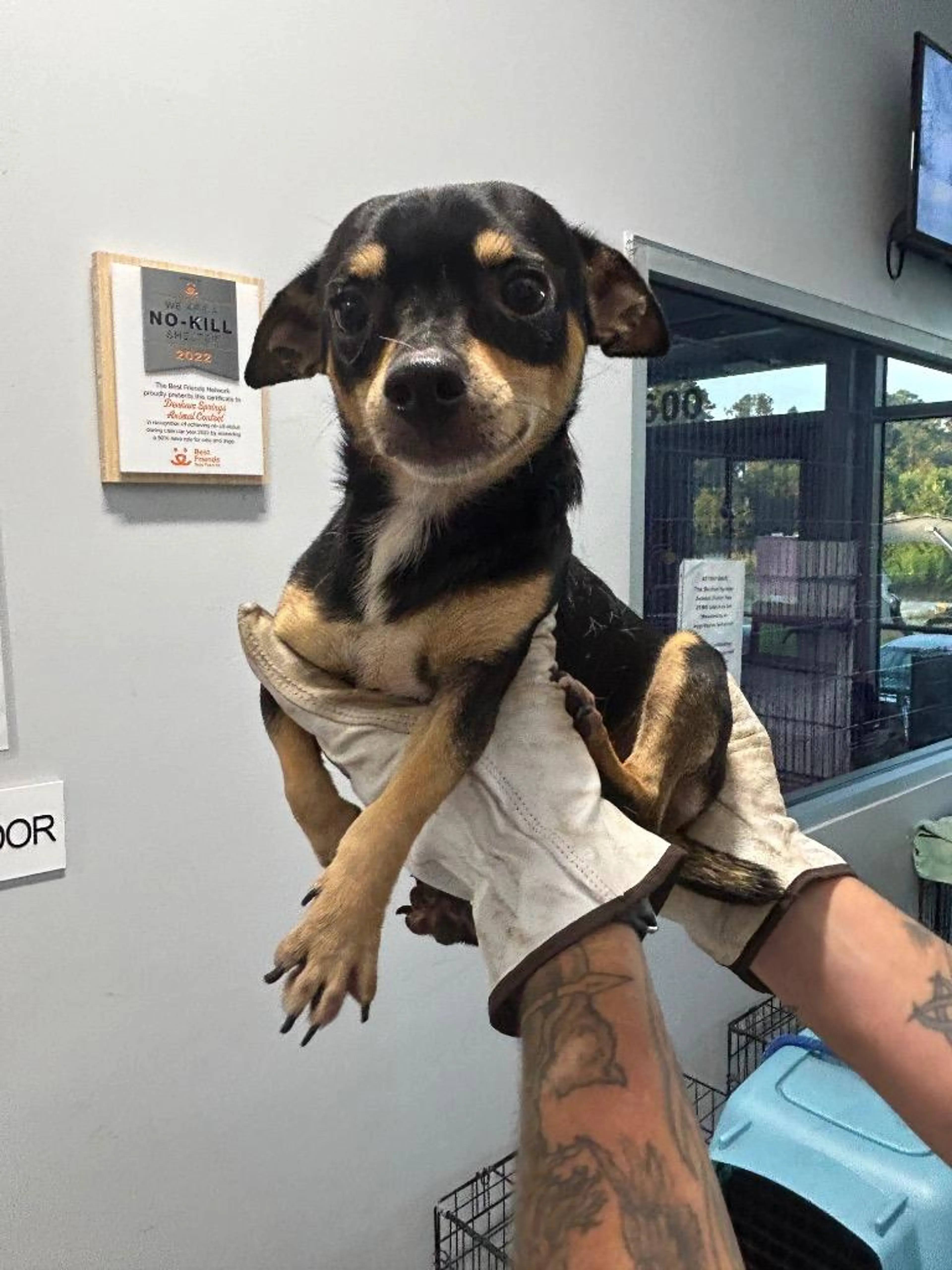 Found pet