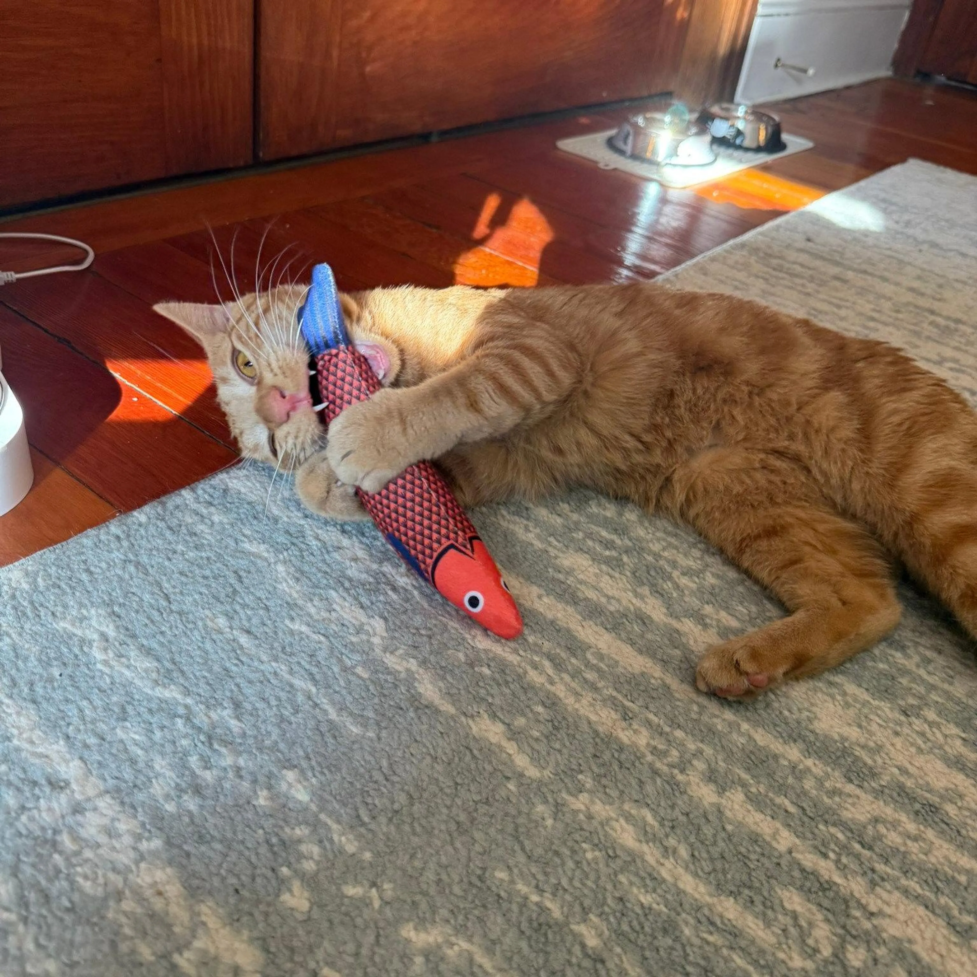 Found pet-1