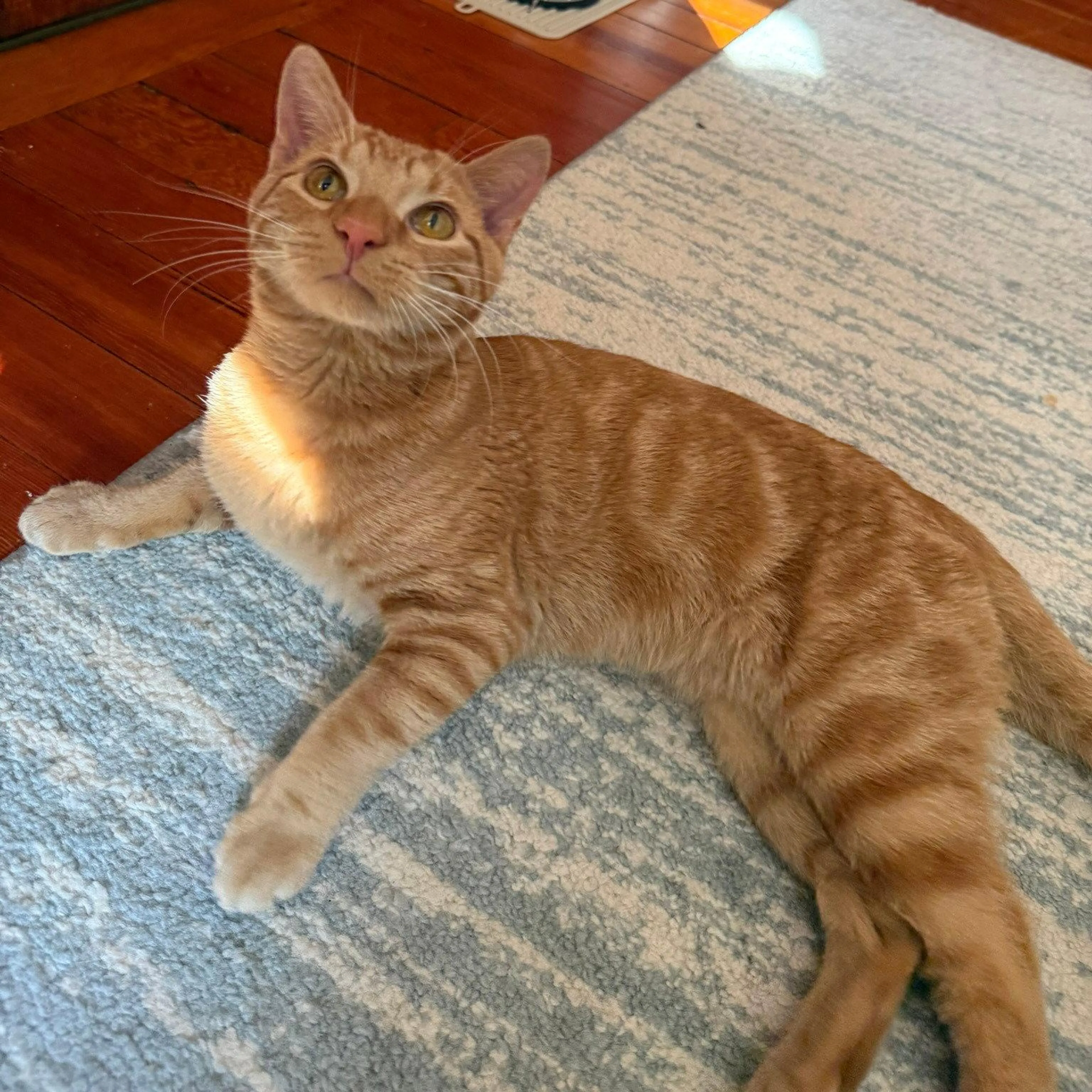 Found pet-0