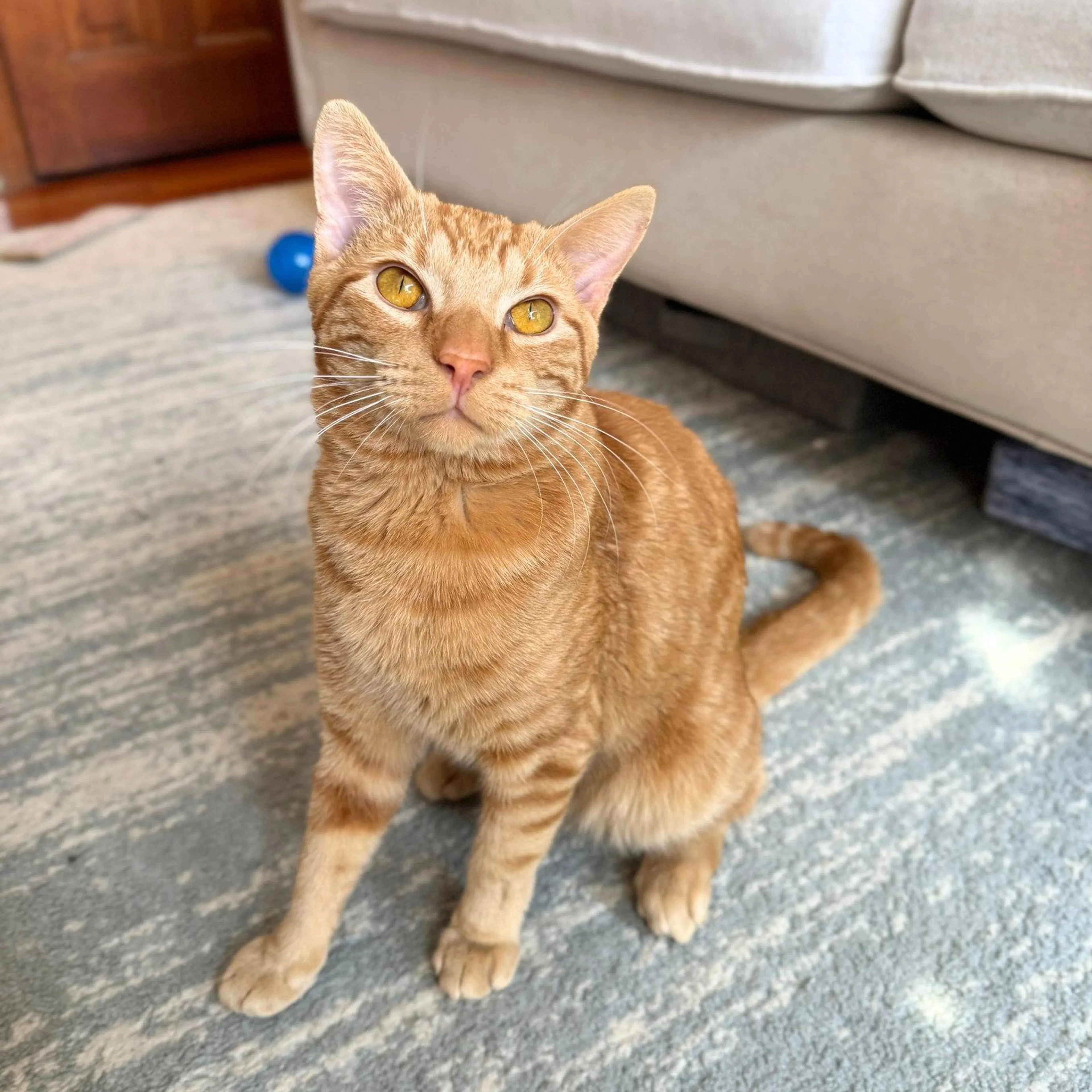 Found pet-2
