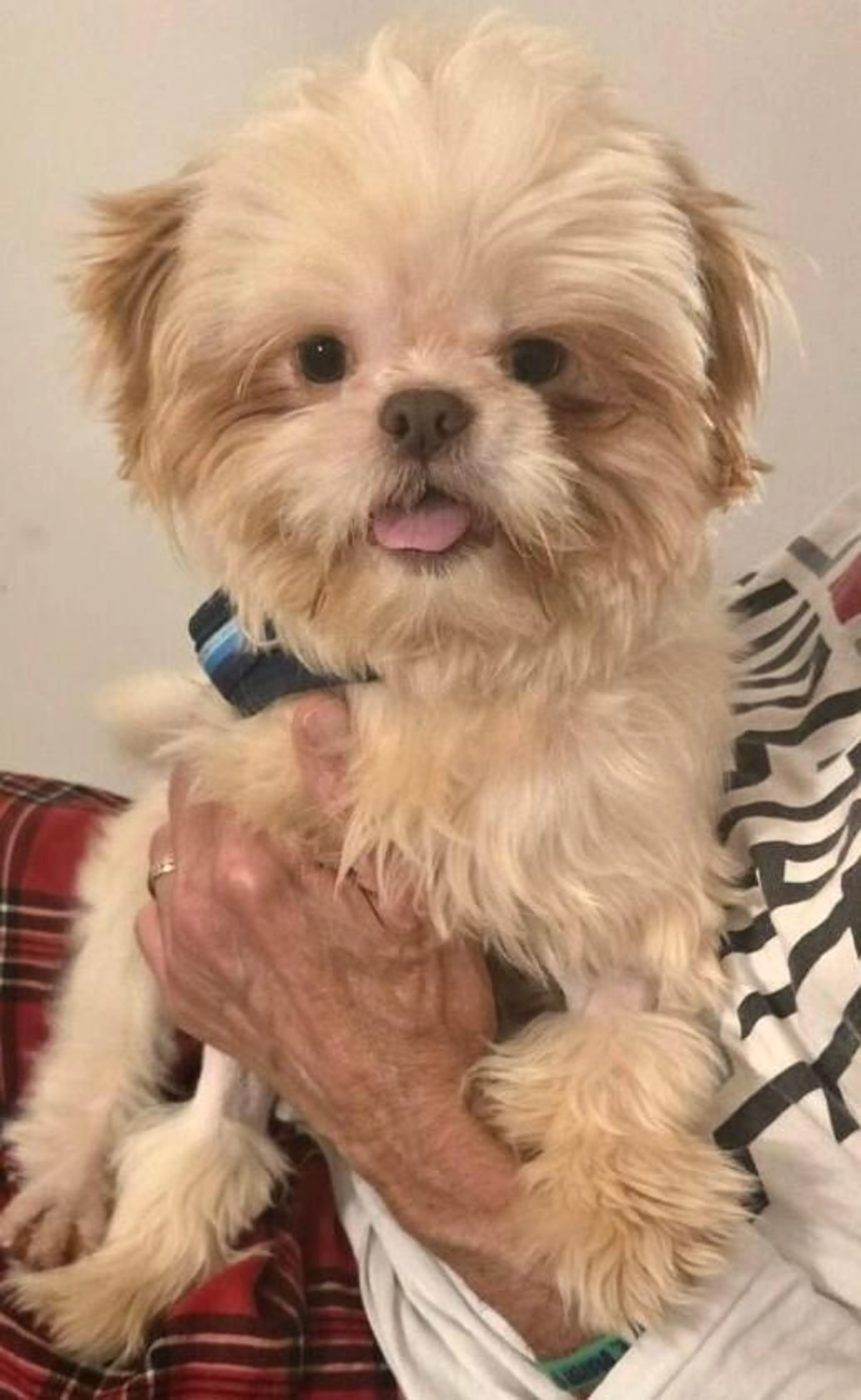 Found pet