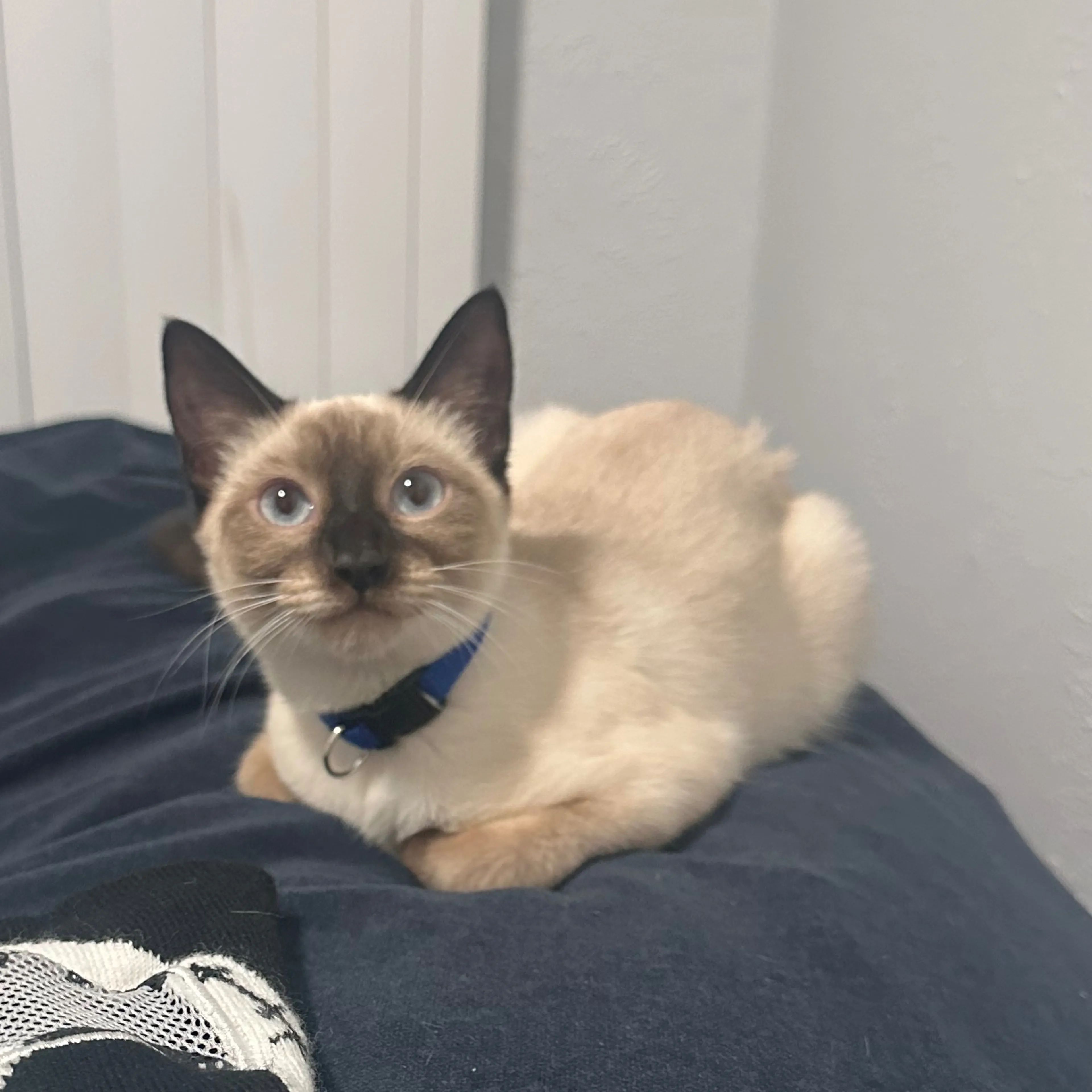 Lost pet-2