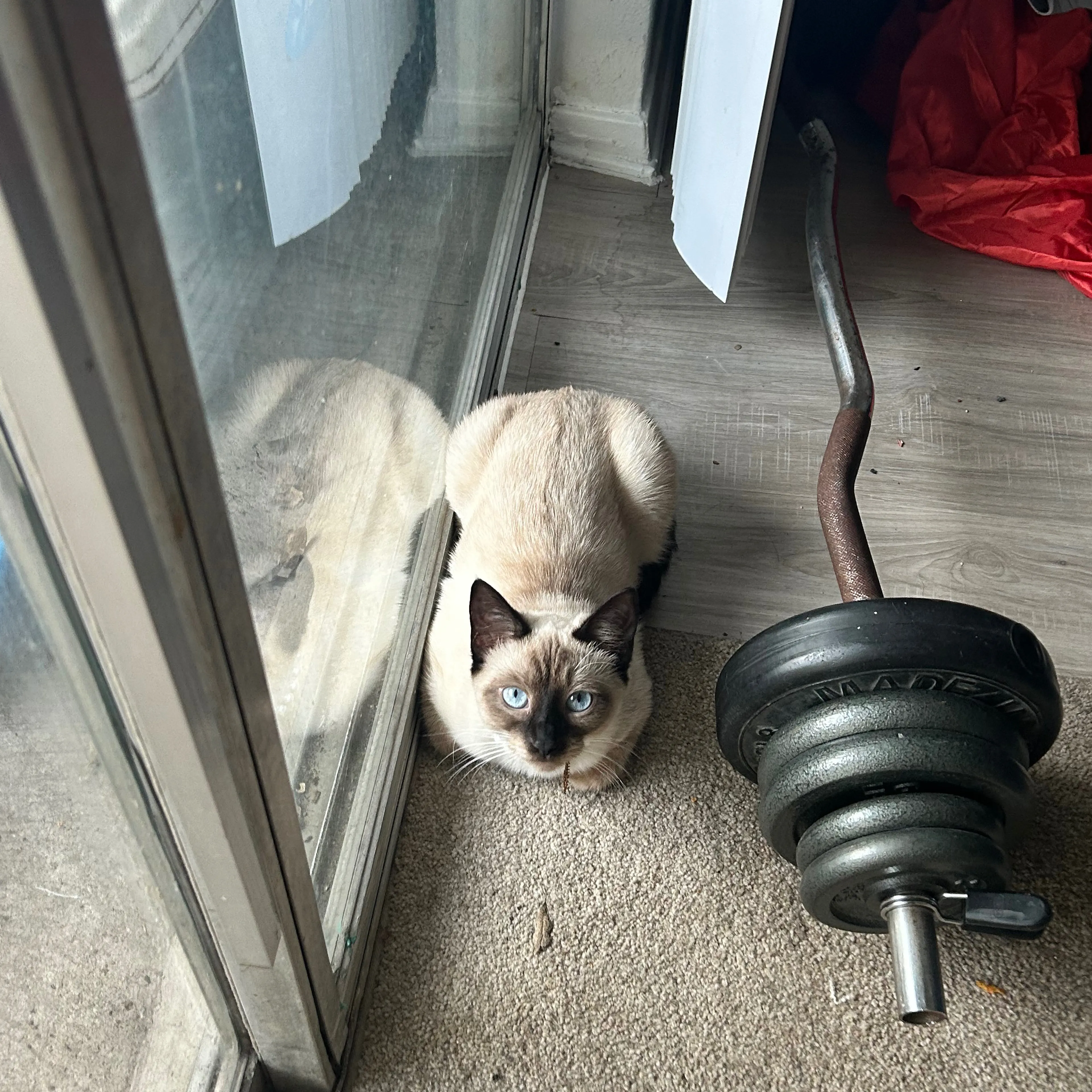 Lost pet-1