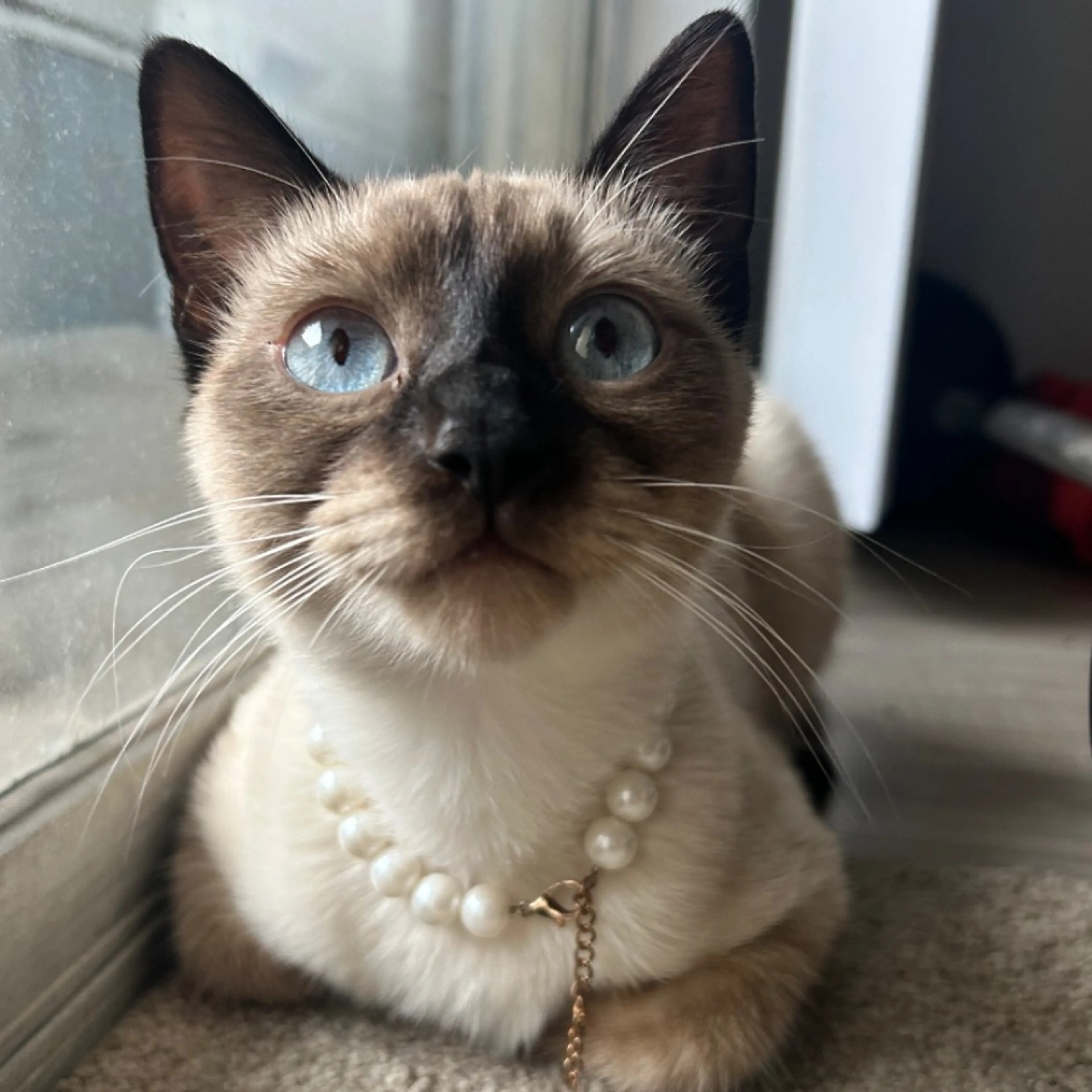 Lost pet-0