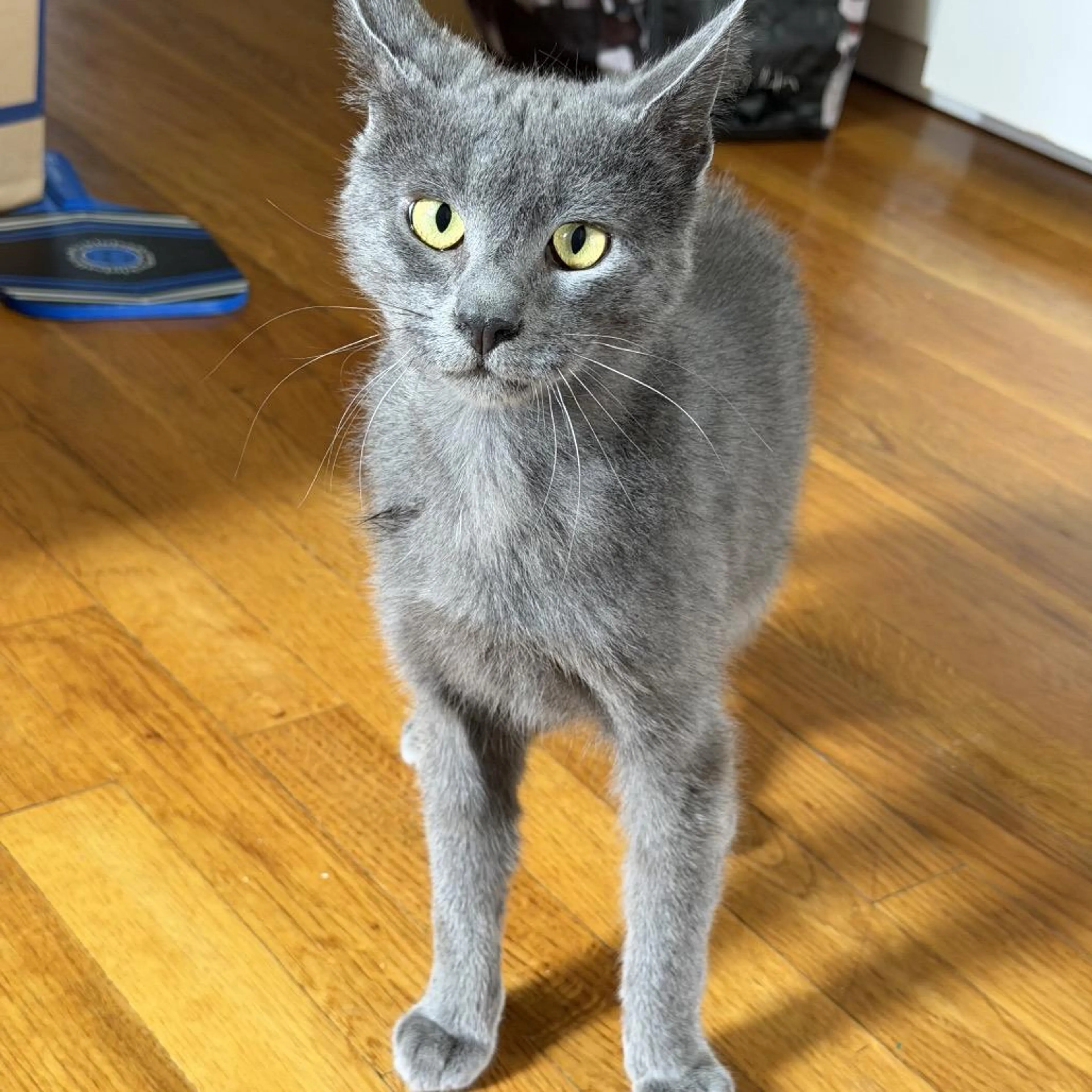 Found pet-1