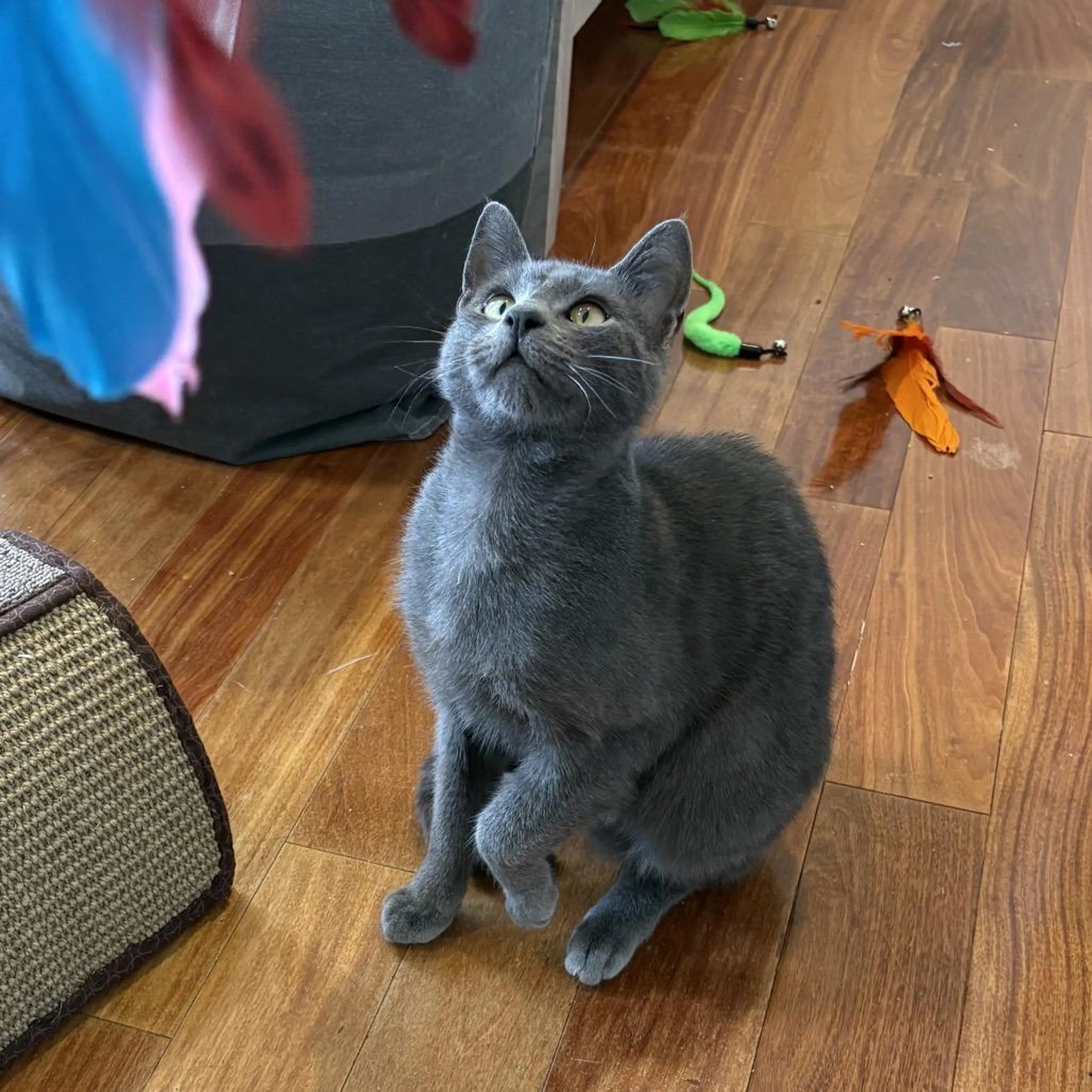 Found pet-2