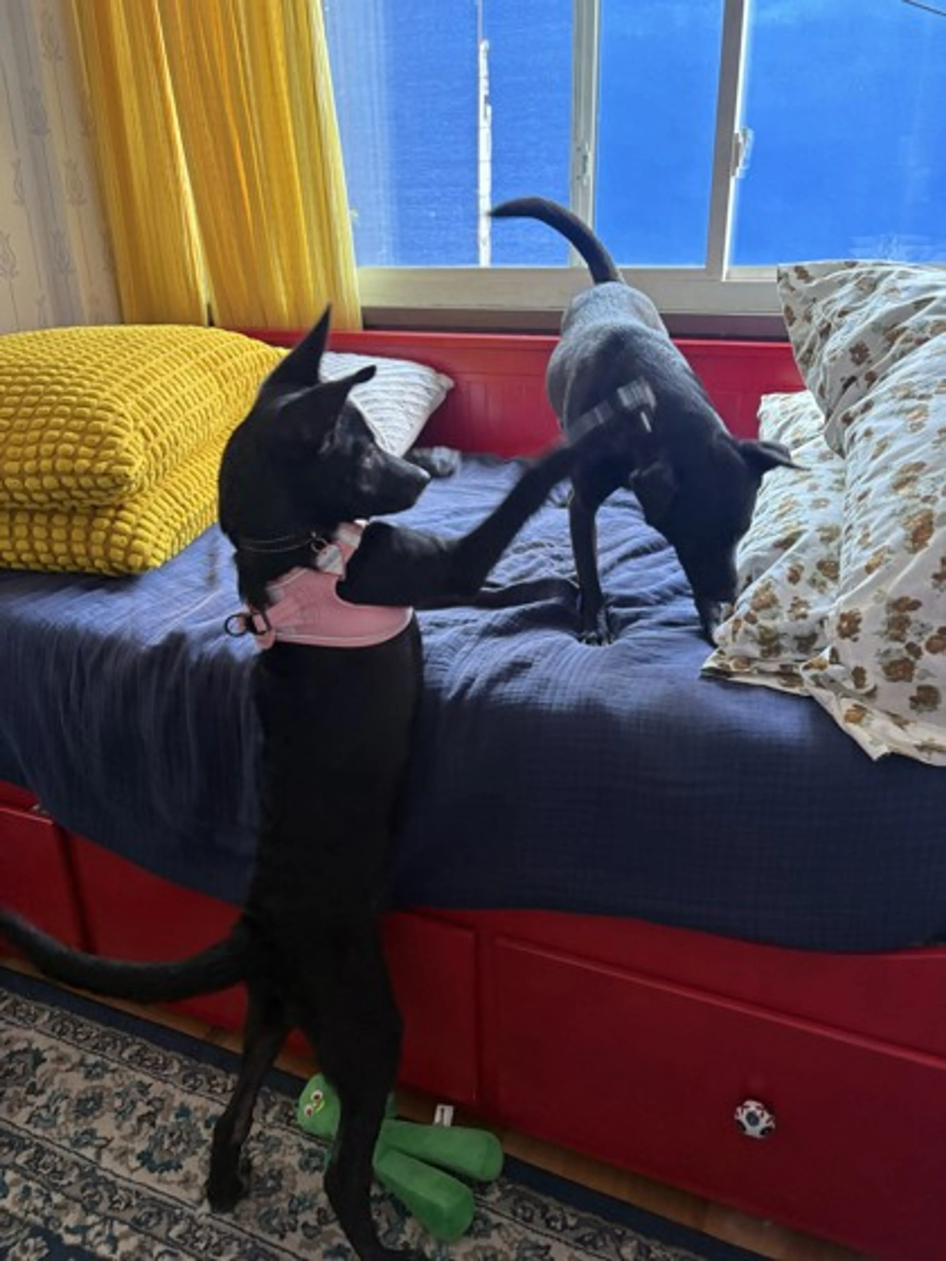 Found pet-1