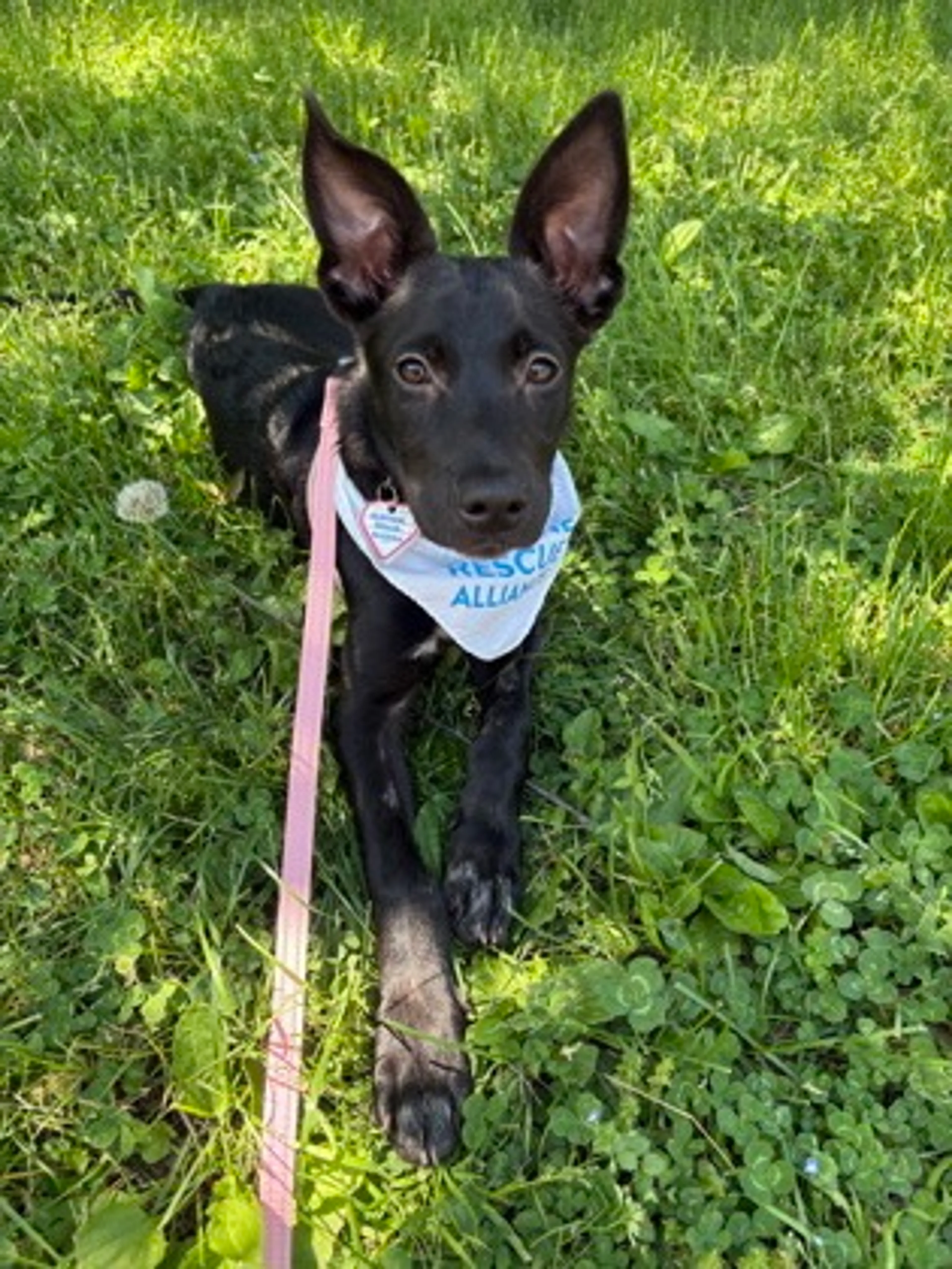 Found pet-2