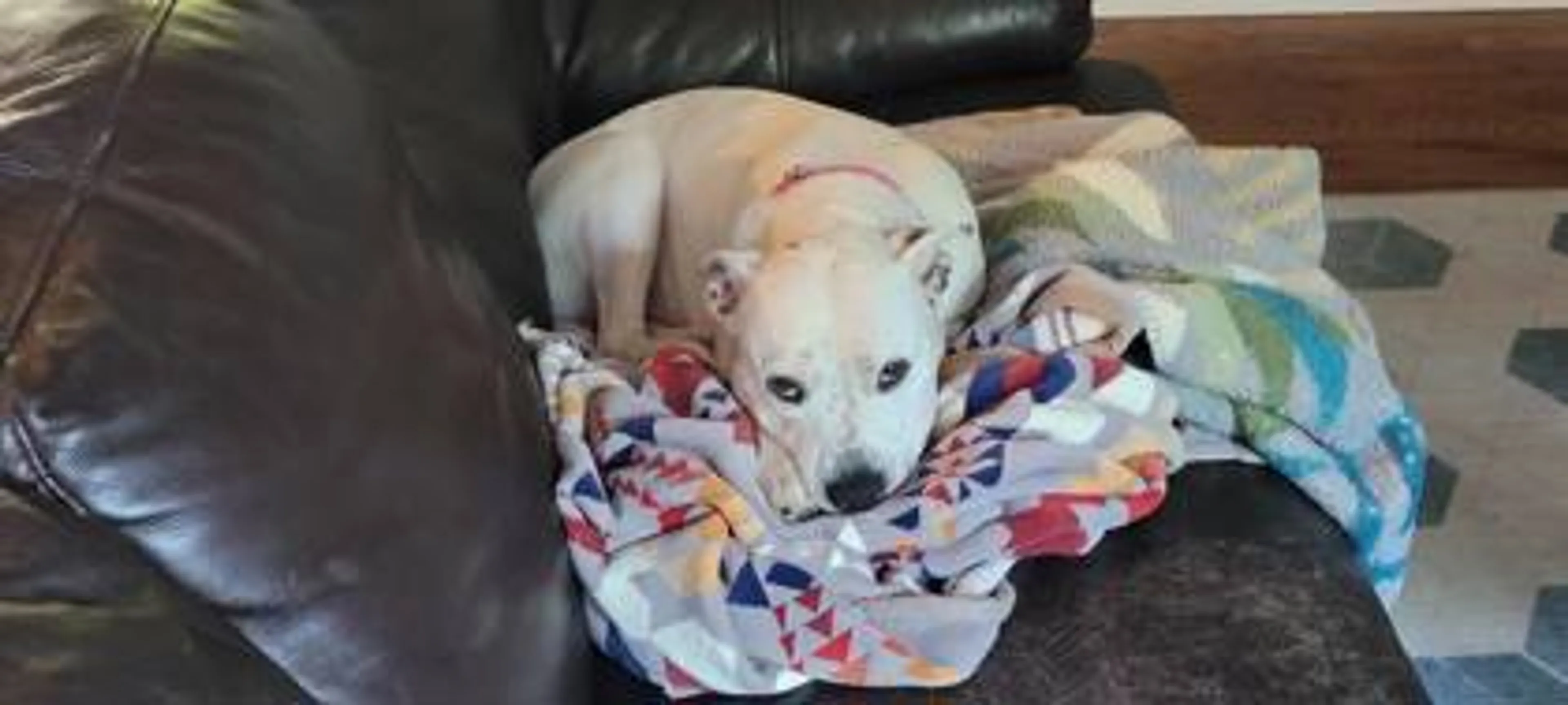 Found pet-2