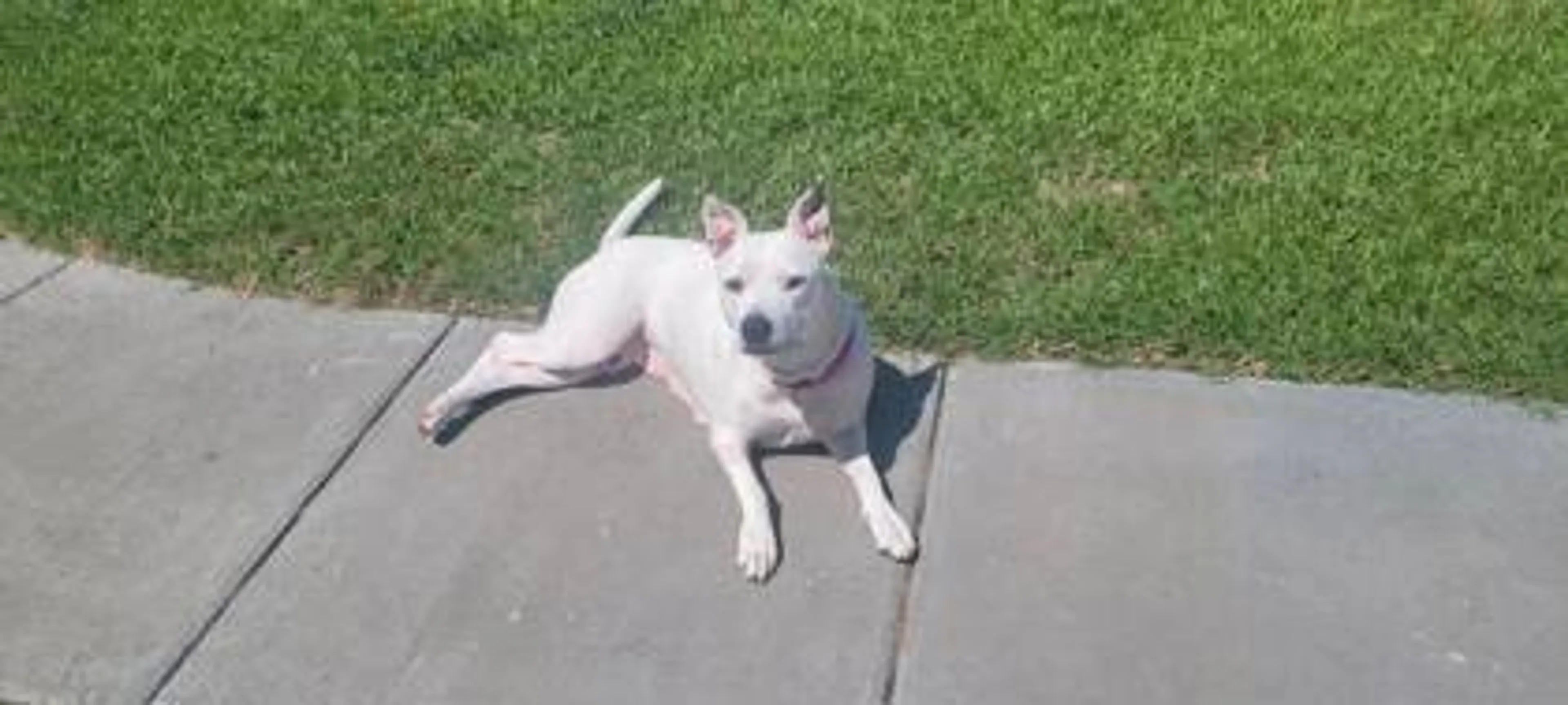 Found pet-1