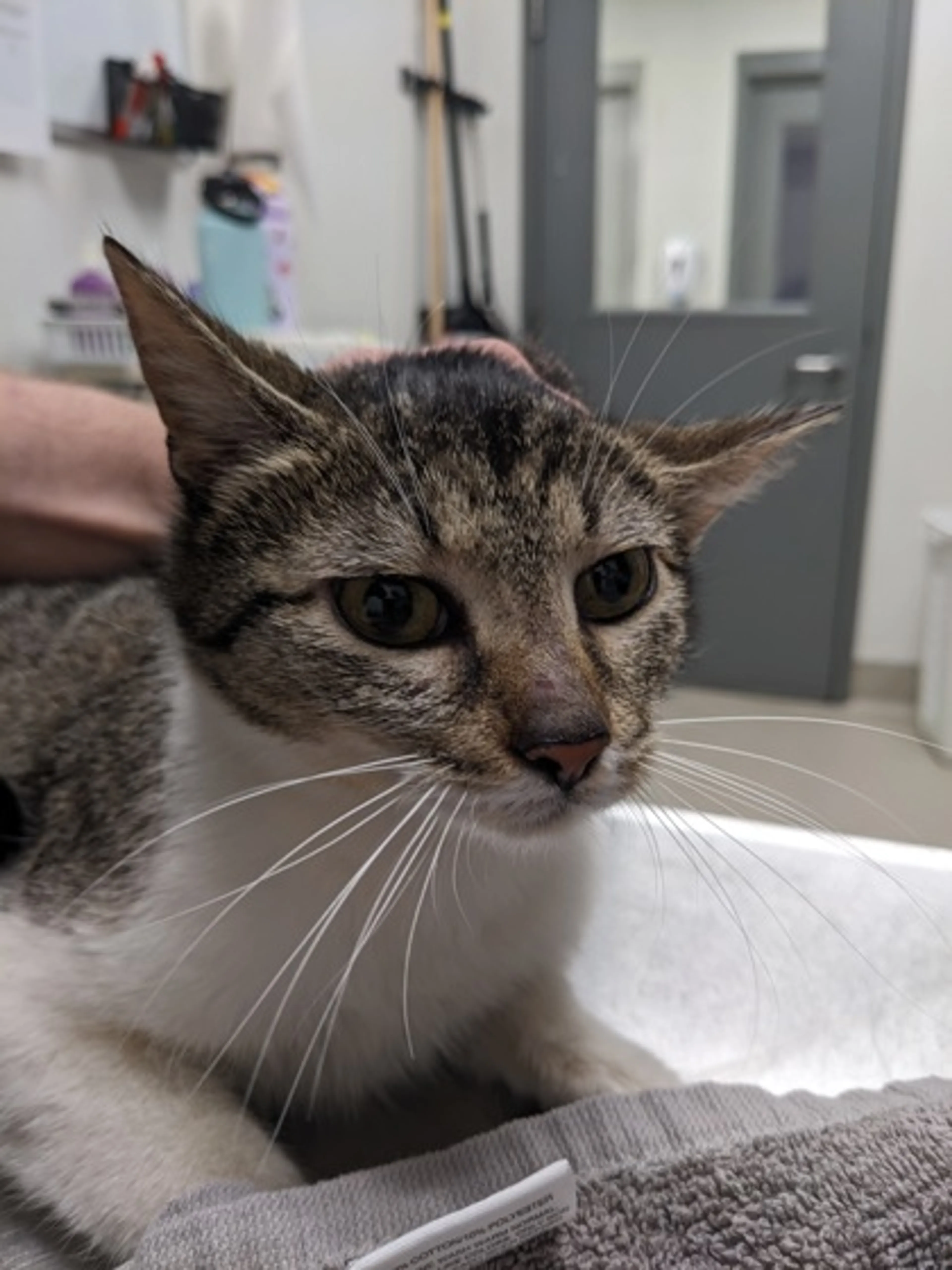 Found pet
