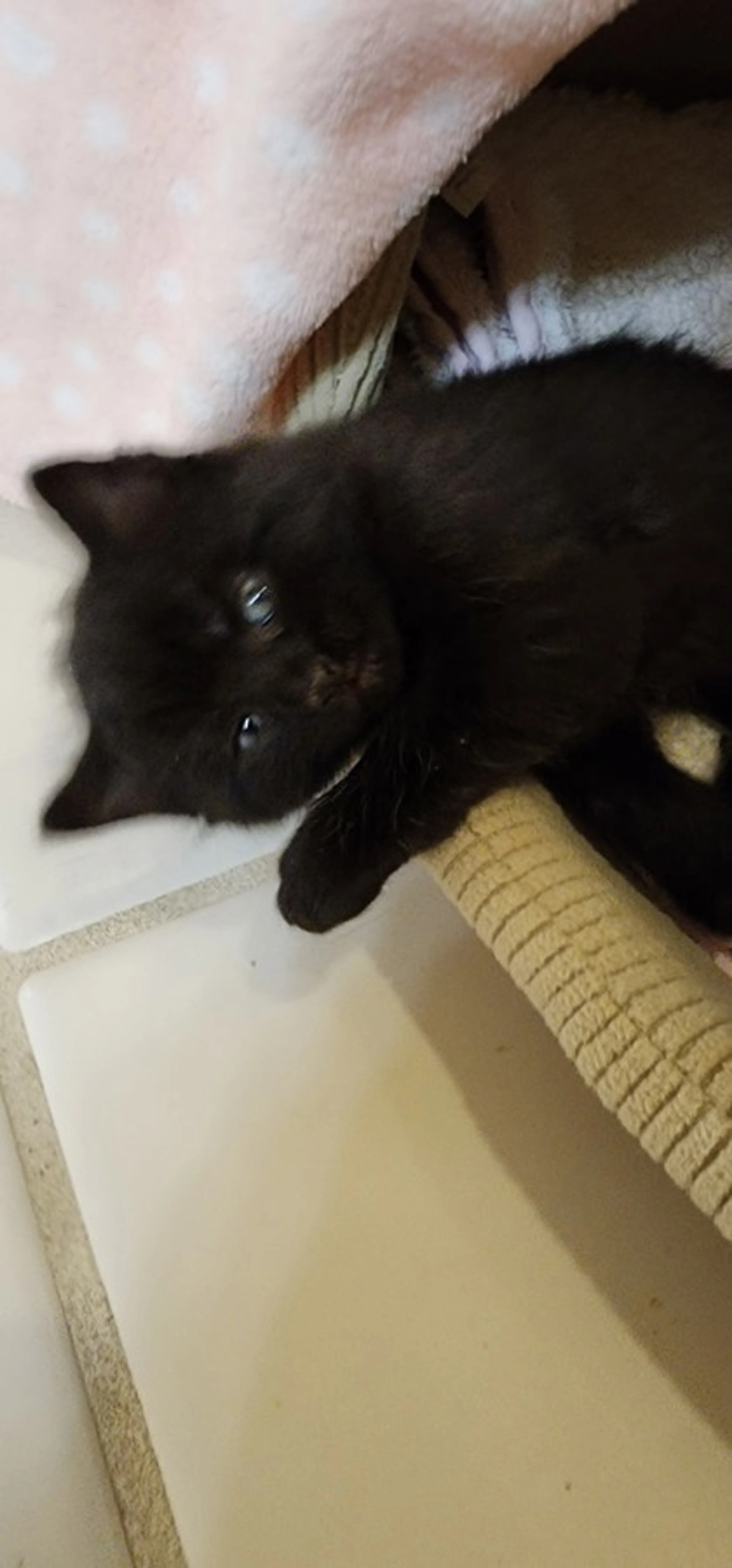 Found pet
