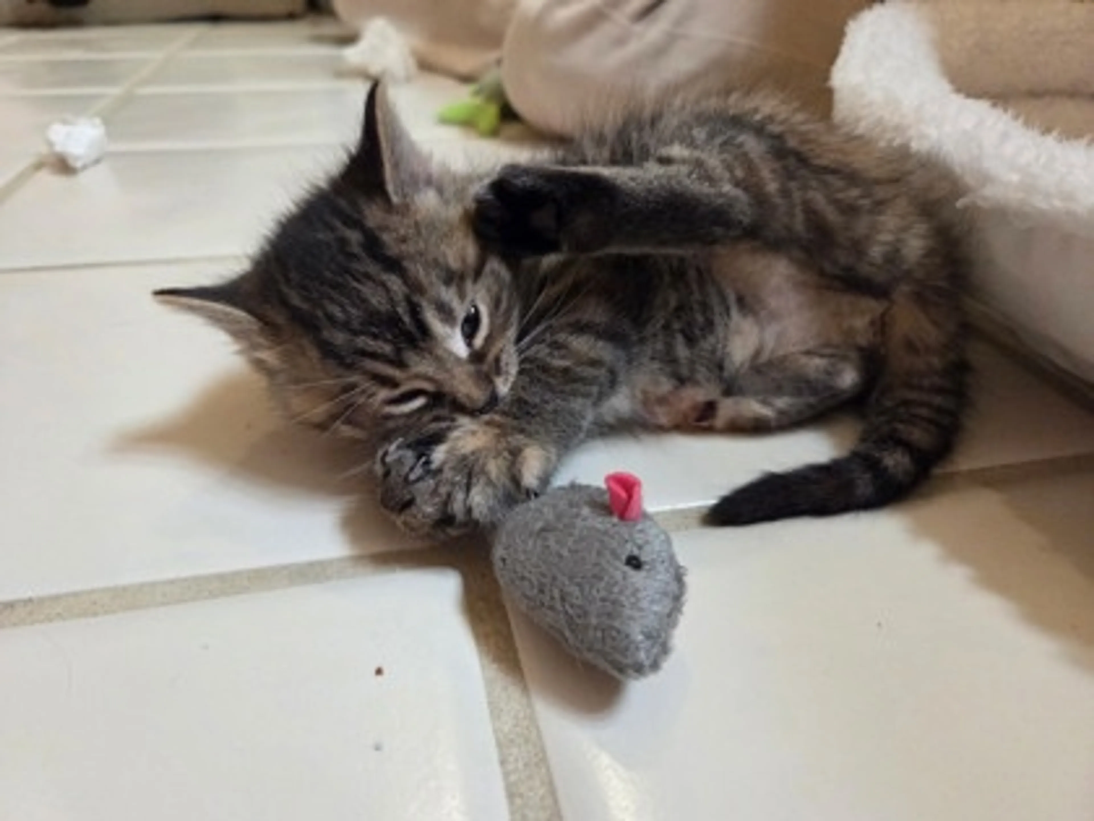 Found pet